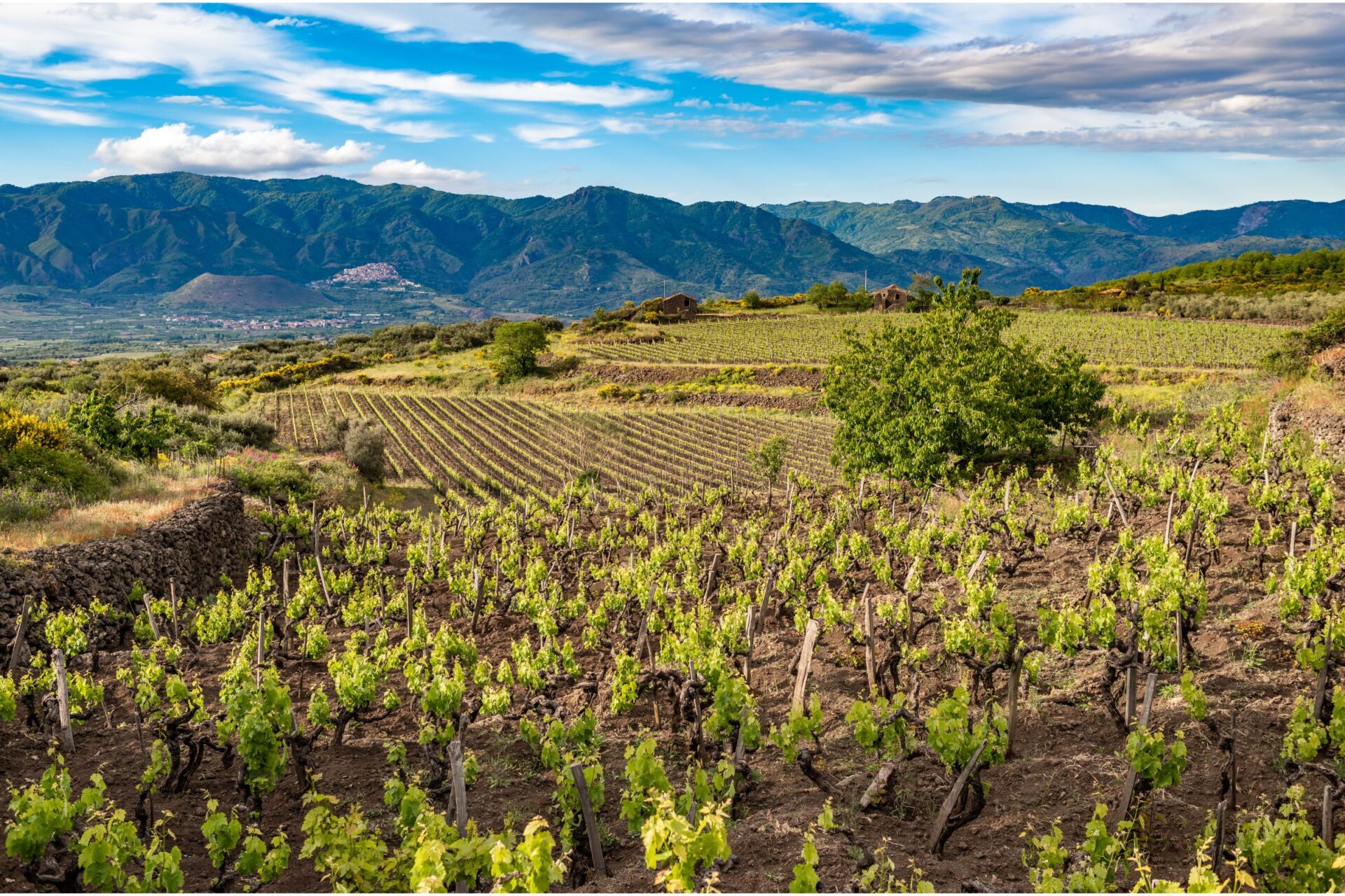 Vineyard below Mt. Etna