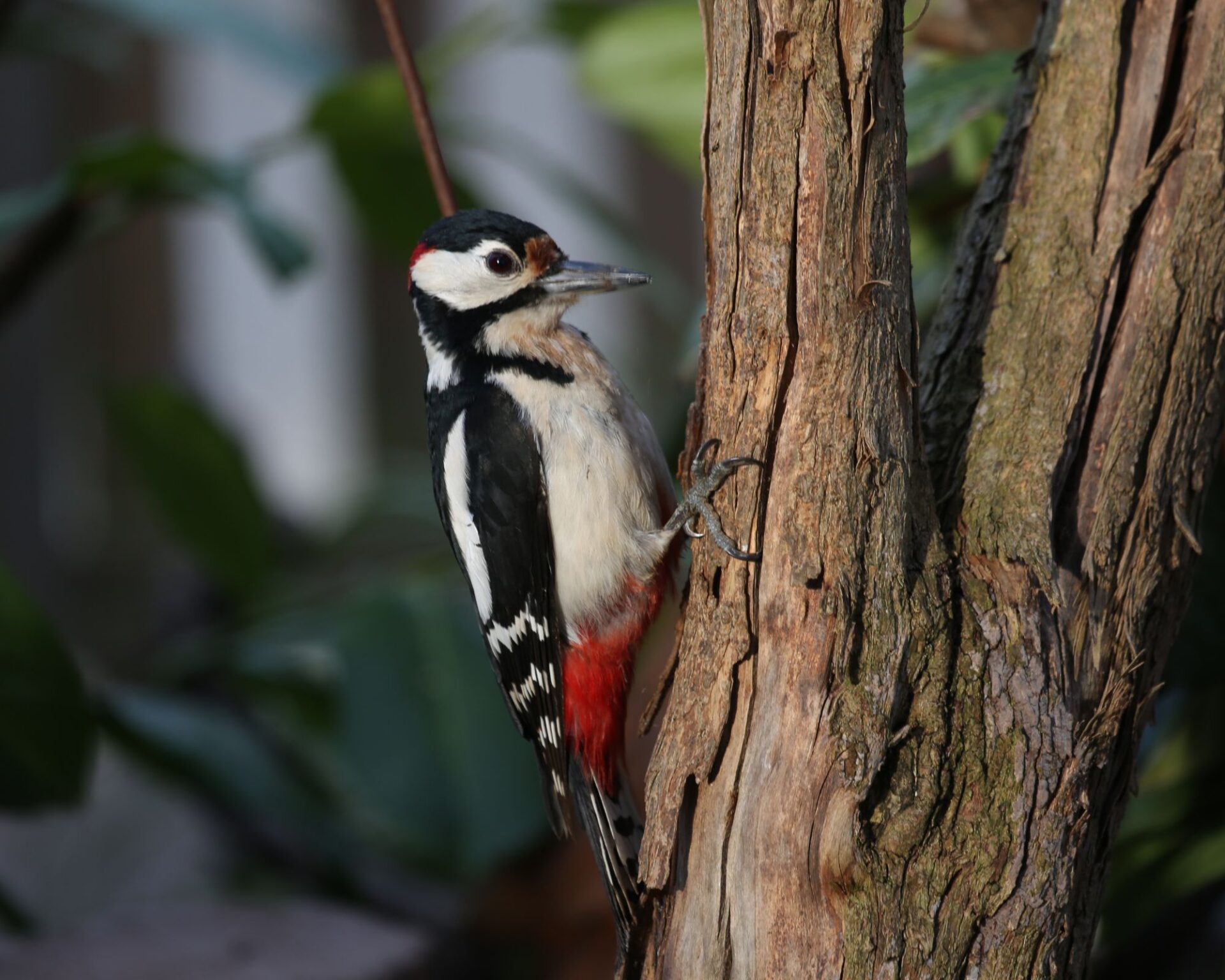 Woodpecker