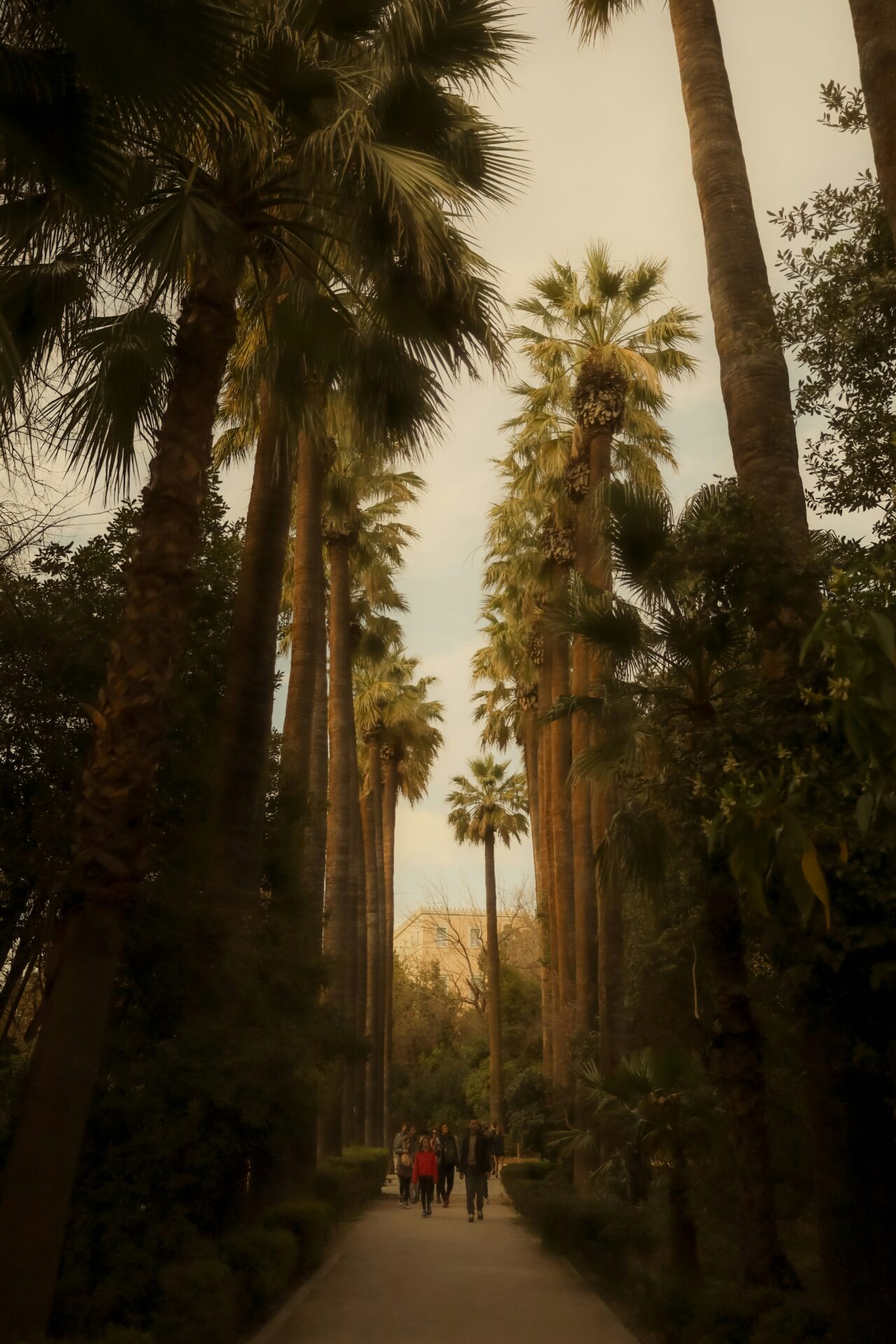 A concrete path with towering palm trees - Athens, Greece