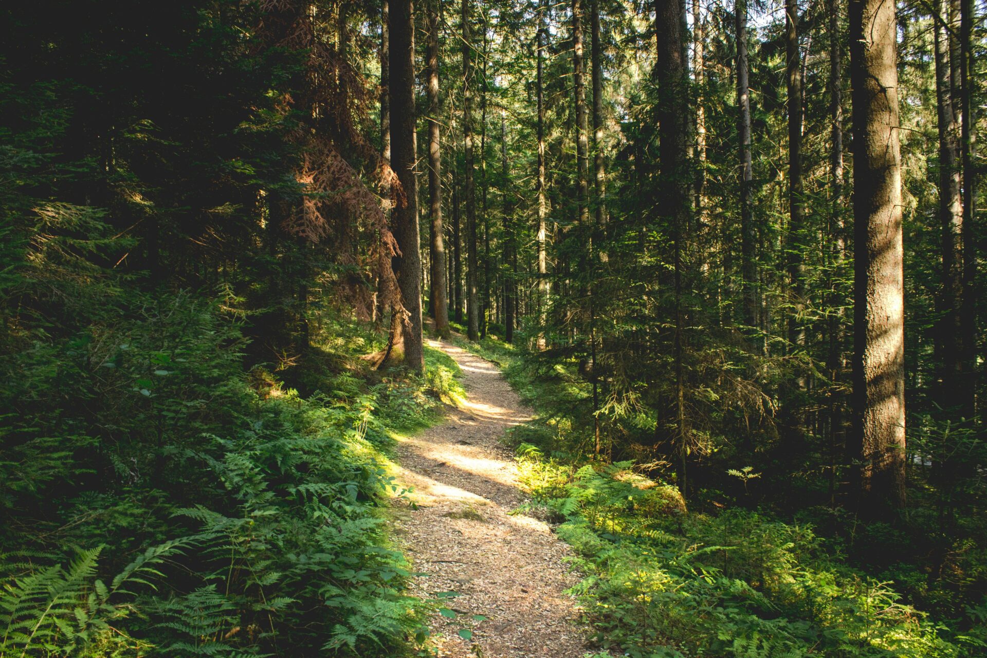A path winding through giant fir trees in the heart of the Black Forest