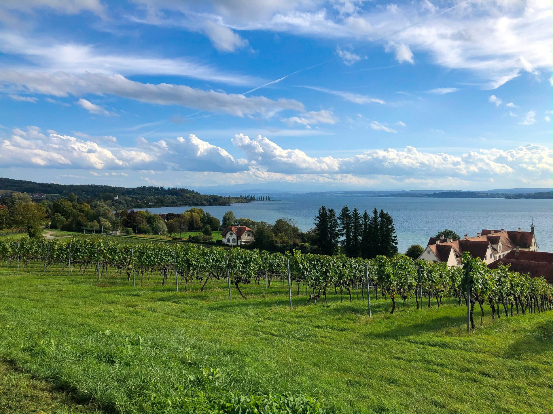 A picturesque vineyard near Lake Constance
