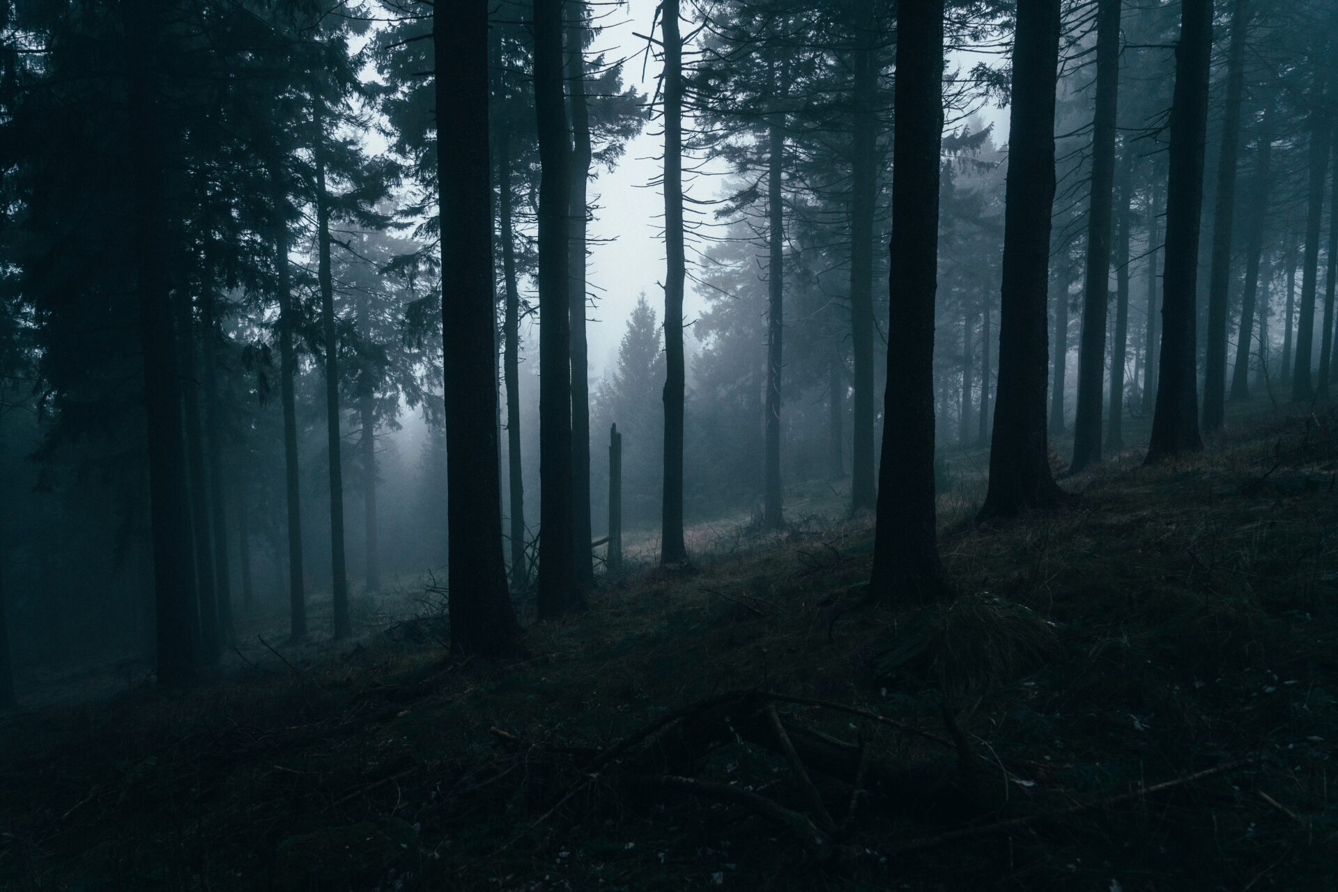 Peaceful forest landscape near Feldberg,