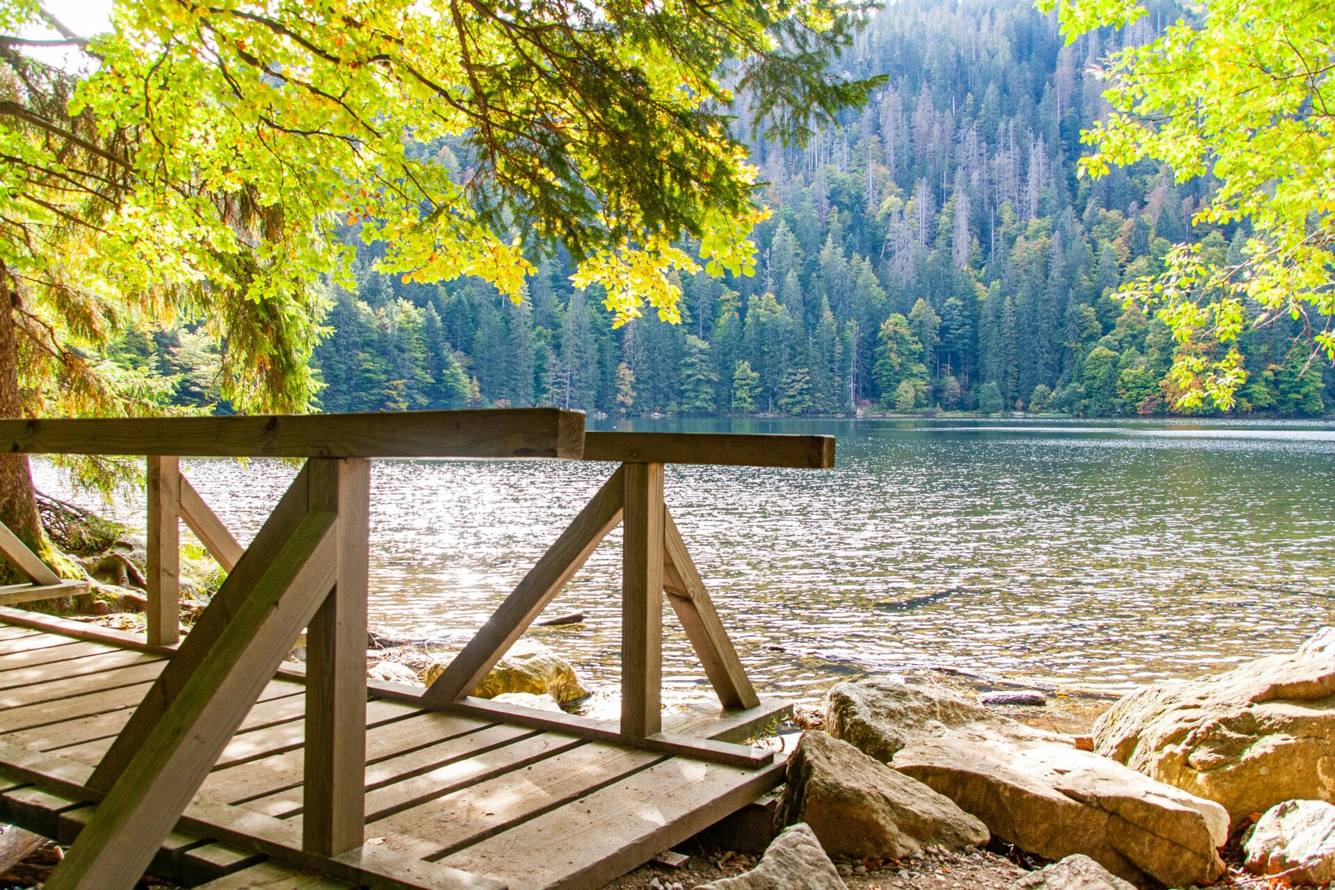 A simple wooden bridge spanning a calm stream or pond in the Black Forest