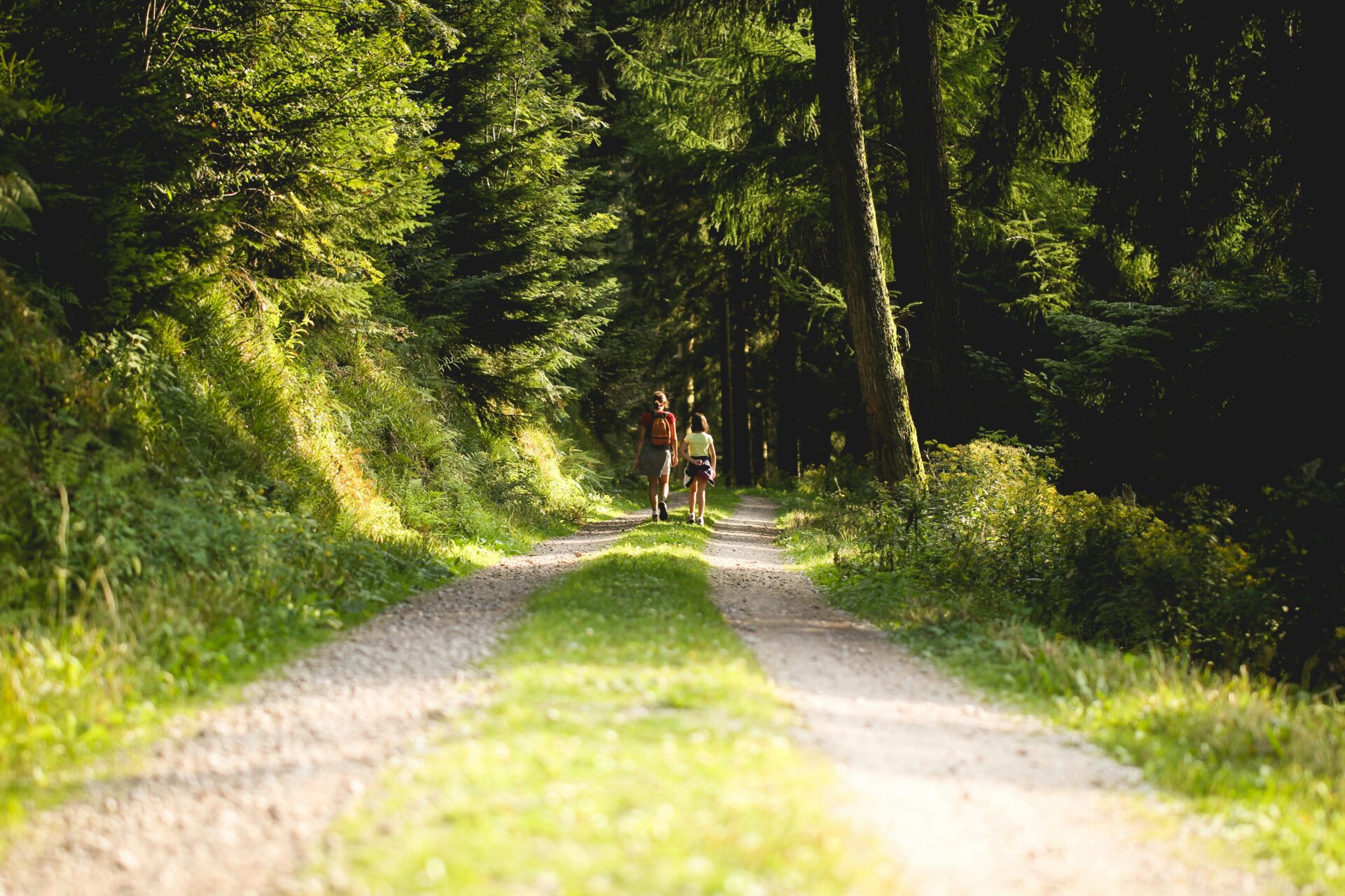 A winding forest pathway in the Schwarzwald