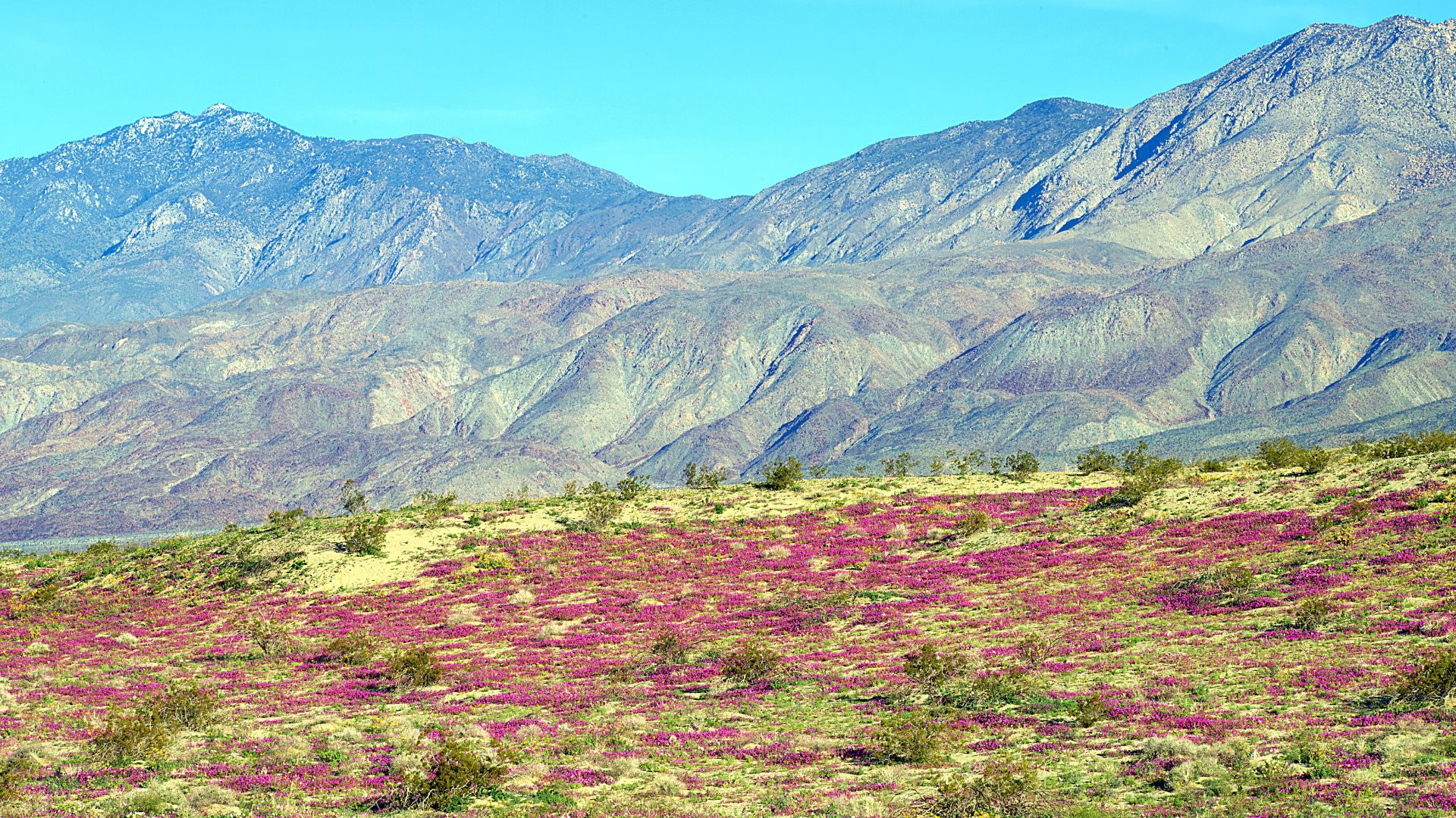 A wide shot of a desert landscape featuring rolling hills covered in a vibrant pink and purple wildflower bloom in the foreground, with rugged, multi-layered mountain ranges under a clear blue sky in the background.
