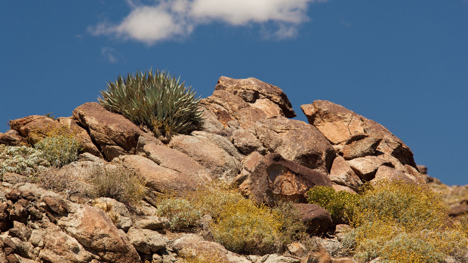 A close-up view of a rocky desert hillside under a bright blue sky with a few white clouds. The hillside is covered with large, brown boulders, scattered green and yellow desert shrubs, and a prominent agave plant in the center.