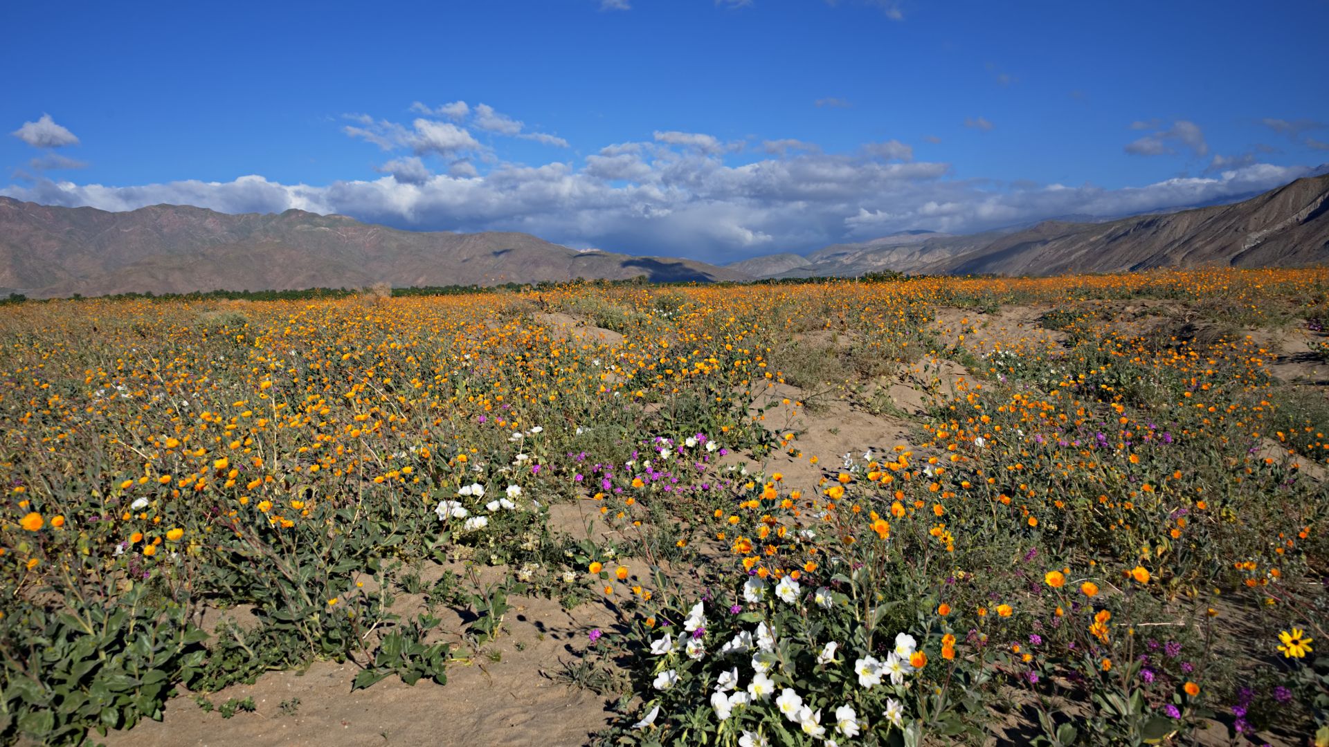 A wide-angle landscape shot of a vast desert field covered in blooming wildflowers, predominantly yellow and orange, with scattered patches of white and purple flowers. In the background, rugged mountains rise under a bright blue sky with scattered white clouds.