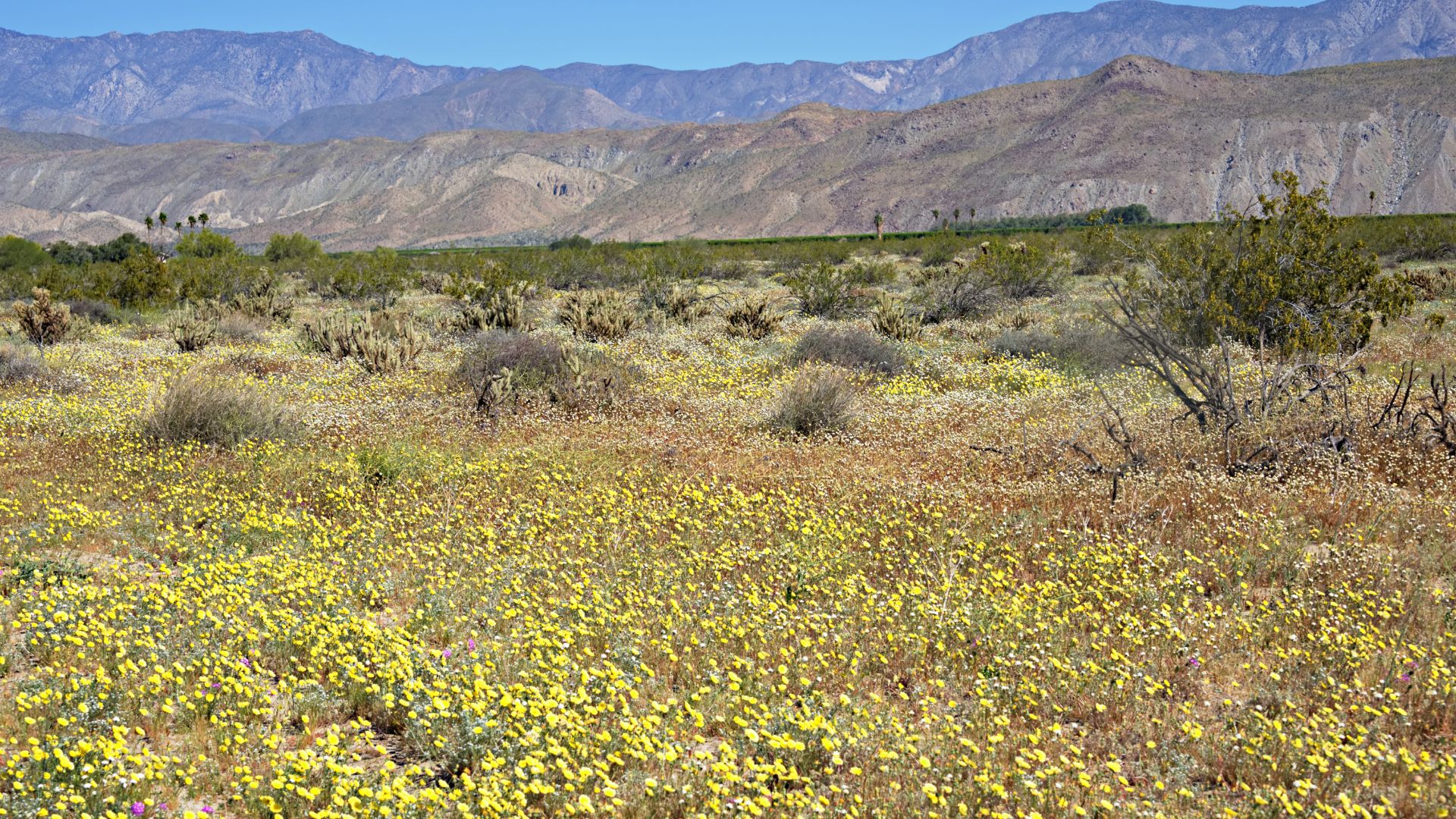 A wide-angle landscape photograph showcasing a vibrant superbloom of yellow wildflowers blanketing the desert floor in Anza-Borrego Desert State Park, with arid mountains visible in the background under a clear blue sky.