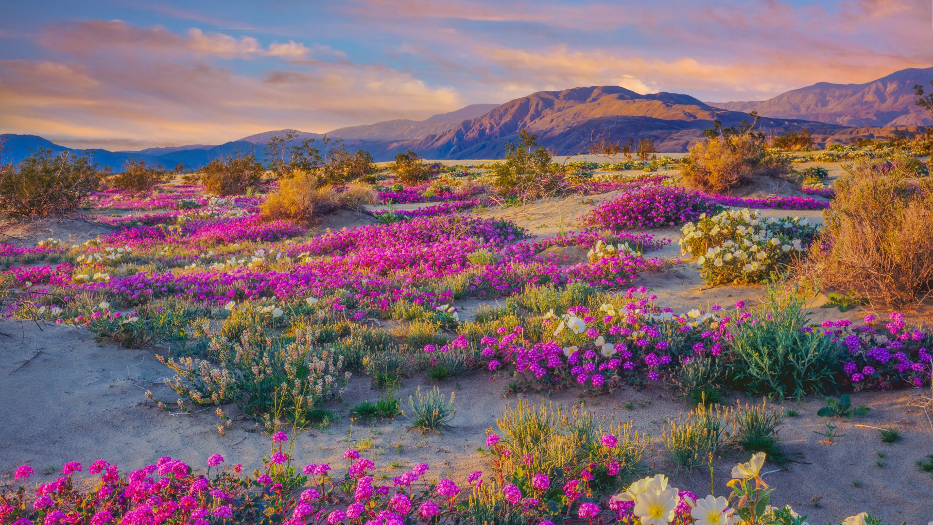 A vibrant desert landscape at sunset, showcasing a super bloom with expansive fields of pink and purple wildflowers stretching towards mountains under a colorful sky.
