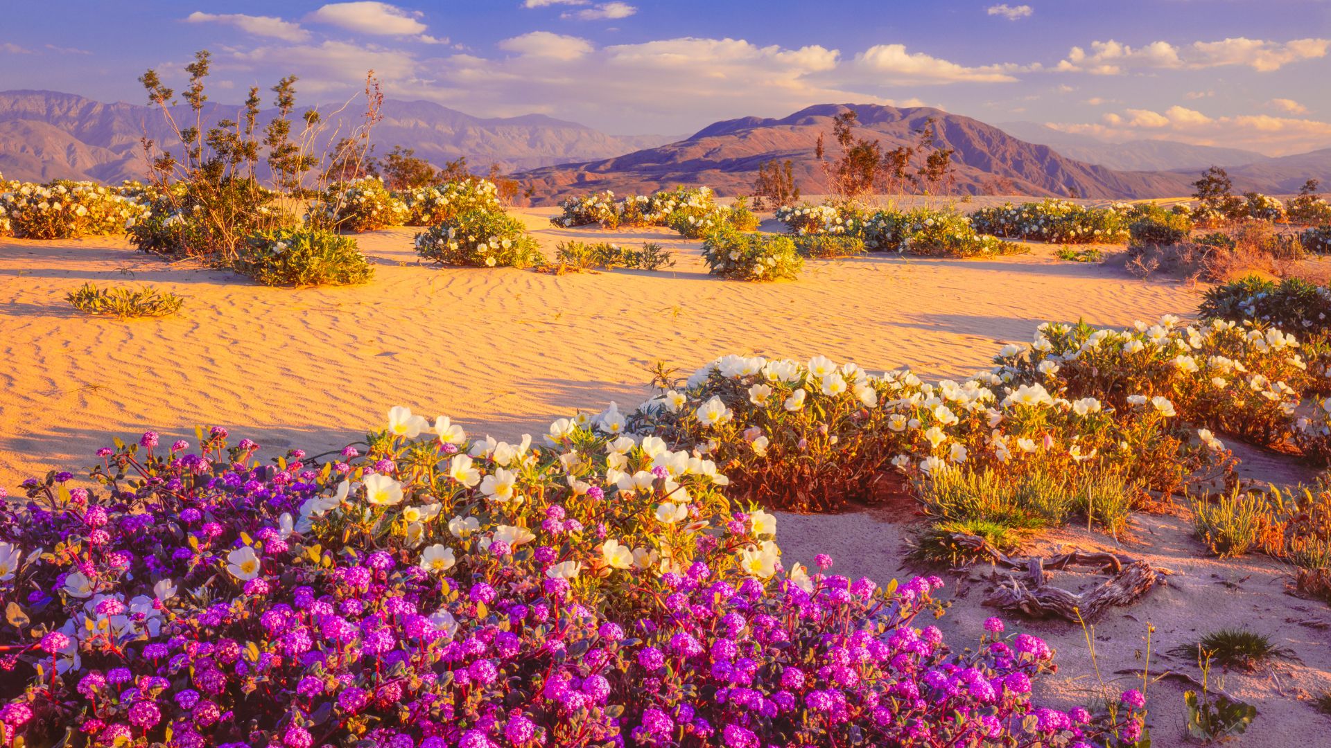 A vibrant desert landscape in Anza-Borrego Desert State Park, featuring expansive sandy areas dotted with colorful wildflowers in shades of purple and white, under a clear sky with distant mountains.