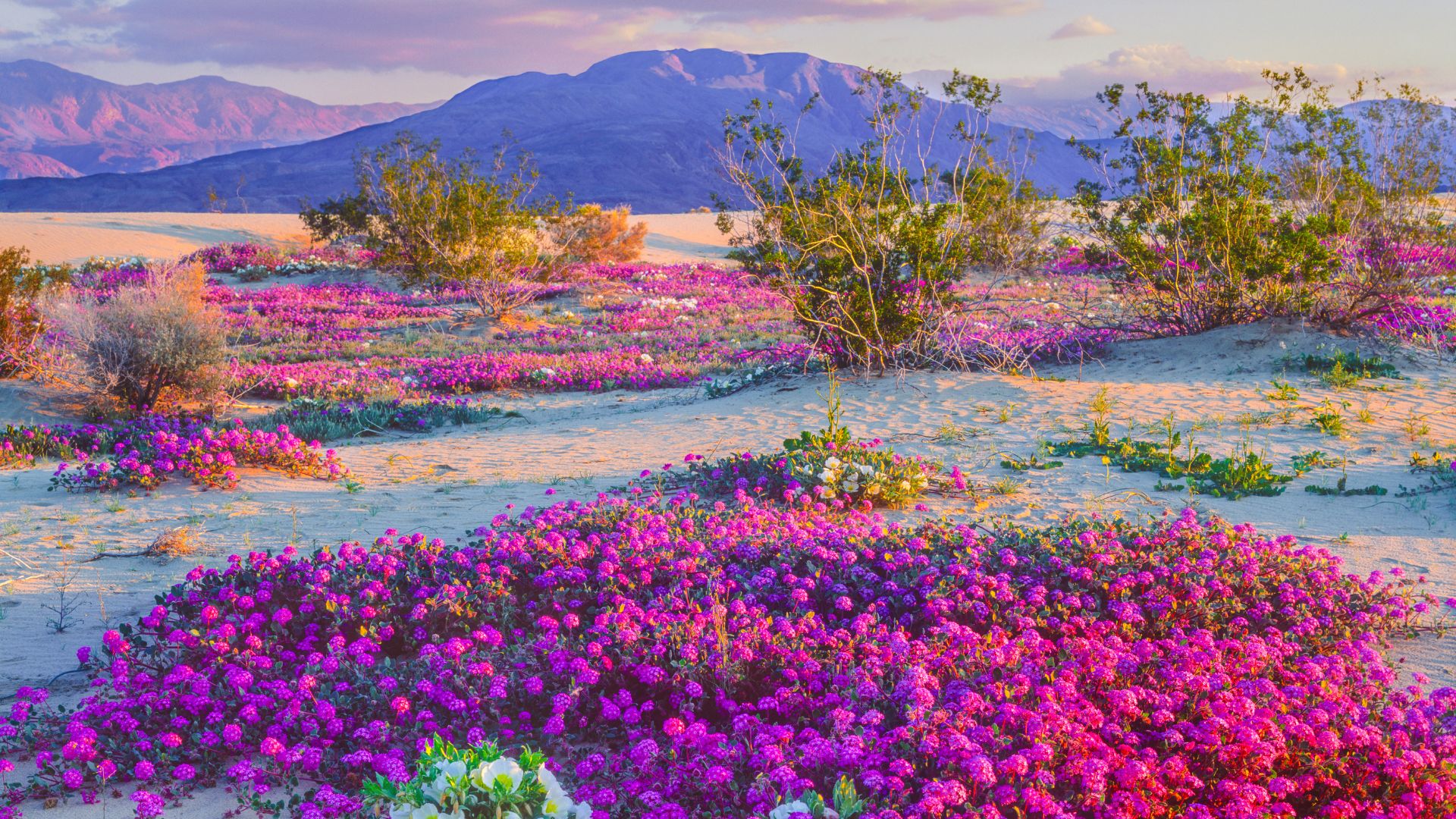 A vibrant super bloom of purple wildflowers carpets the sandy desert floor, stretching towards distant mountains under a clear sky in Anza-Borrego Desert State Park, California. Scattered green desert shrubs and cacti are visible among the blooms.