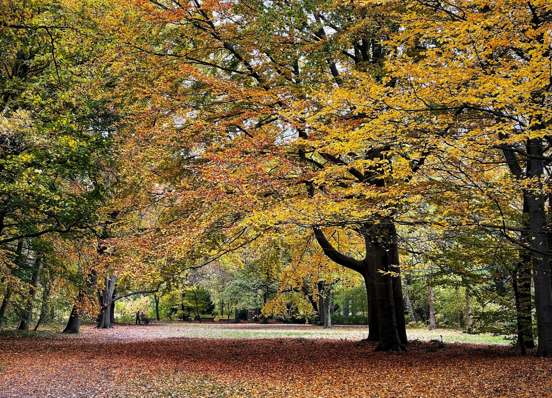 Autumn trees in Tiergarten, Berlin
