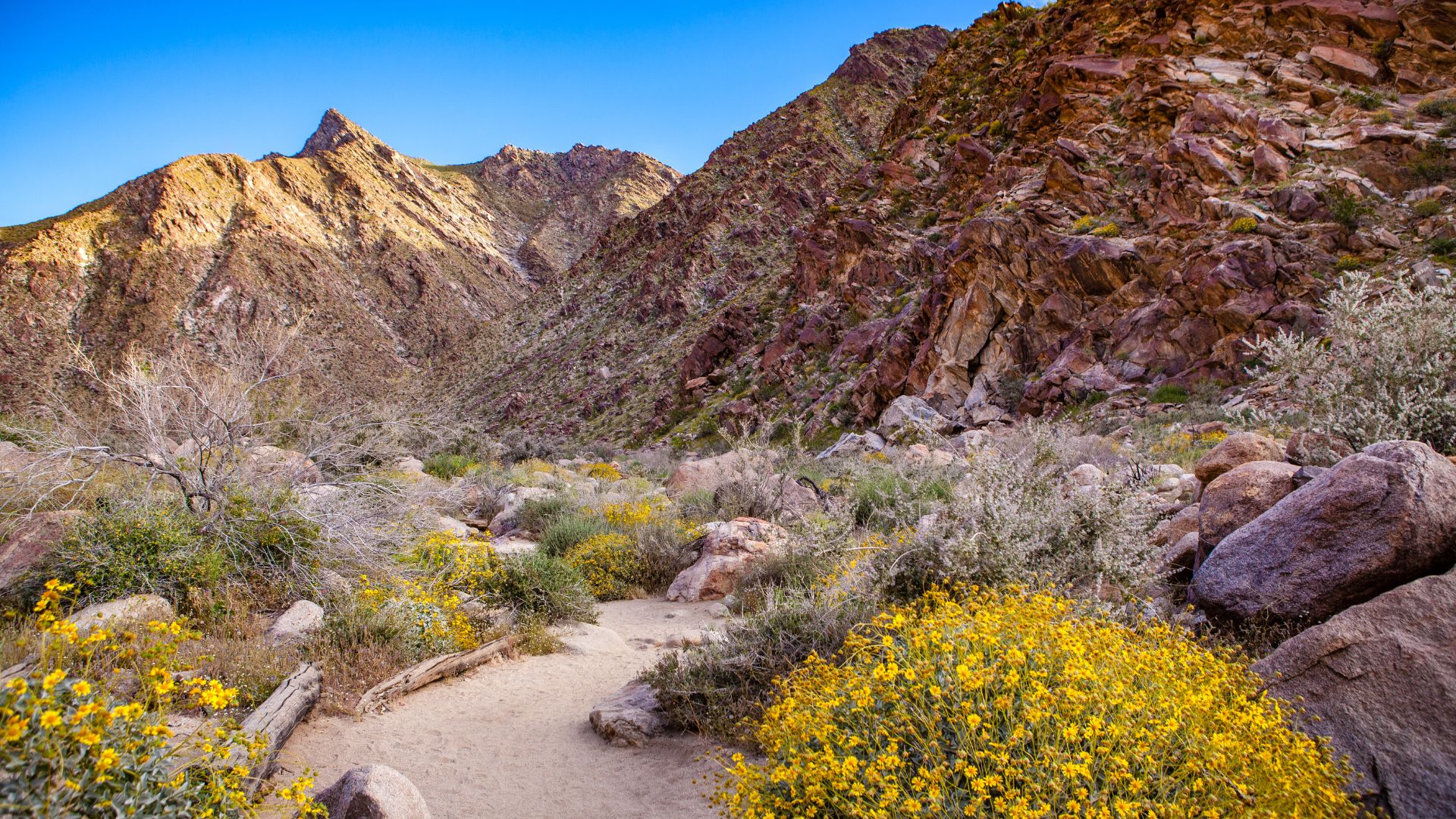 A desert trail winds through a canyon with rocky mountains on either side under a clear blue sky. The foreground is filled with vibrant yellow wildflowers and scattered green shrubs.