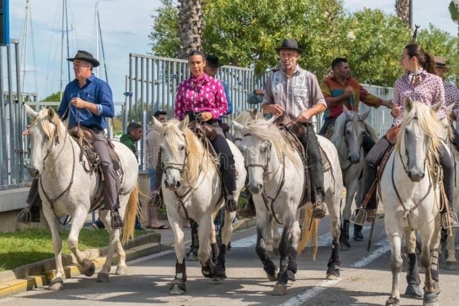 Surviving Mosquito Season in the Camargue: Was It Worth It for the Wildlife? (My Honest Tips!)