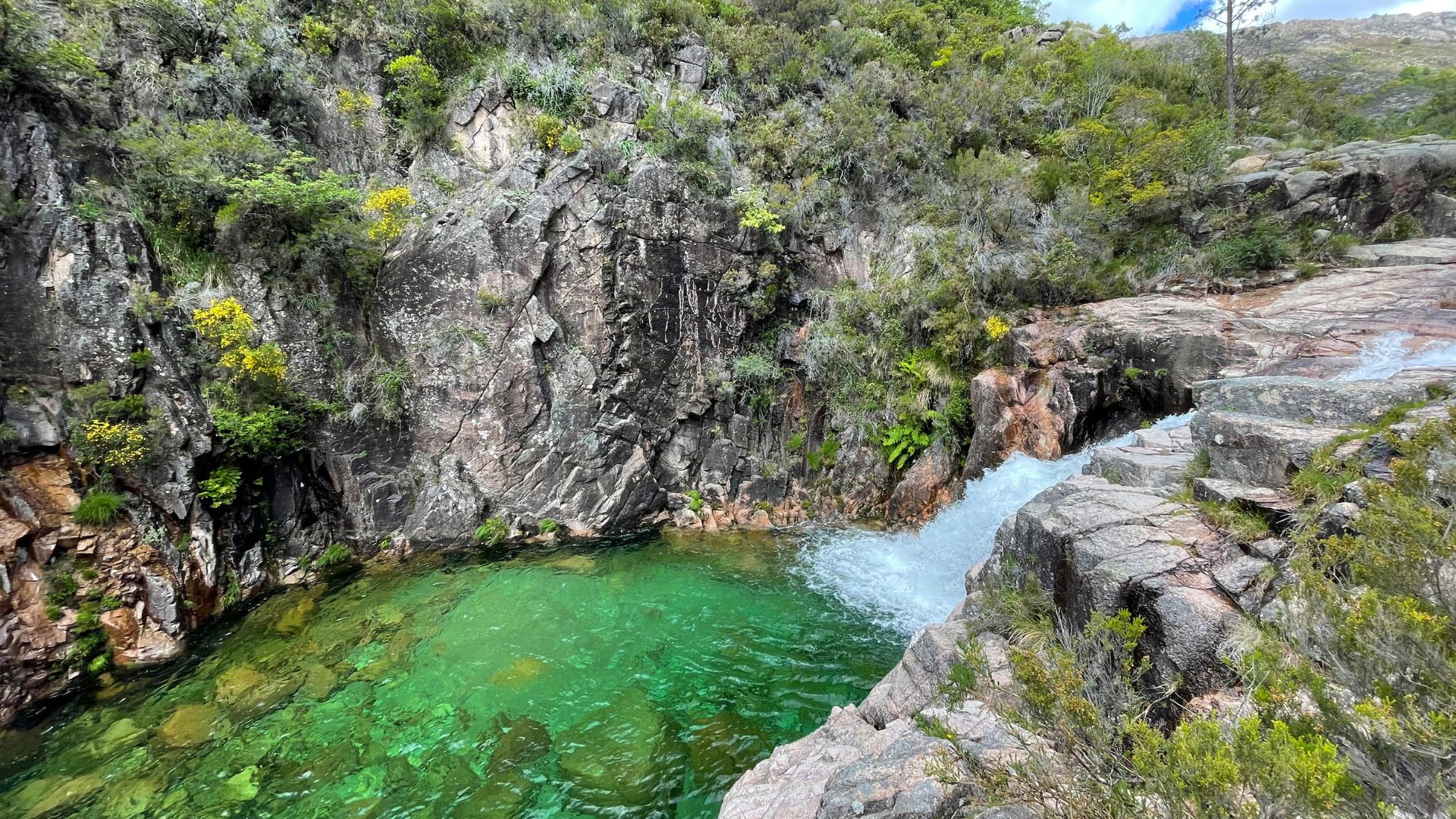 A vibrant green pool at the base of a waterfall cascading down a rocky cliff face, surrounded by lush green and yellow-flowered vegetation.