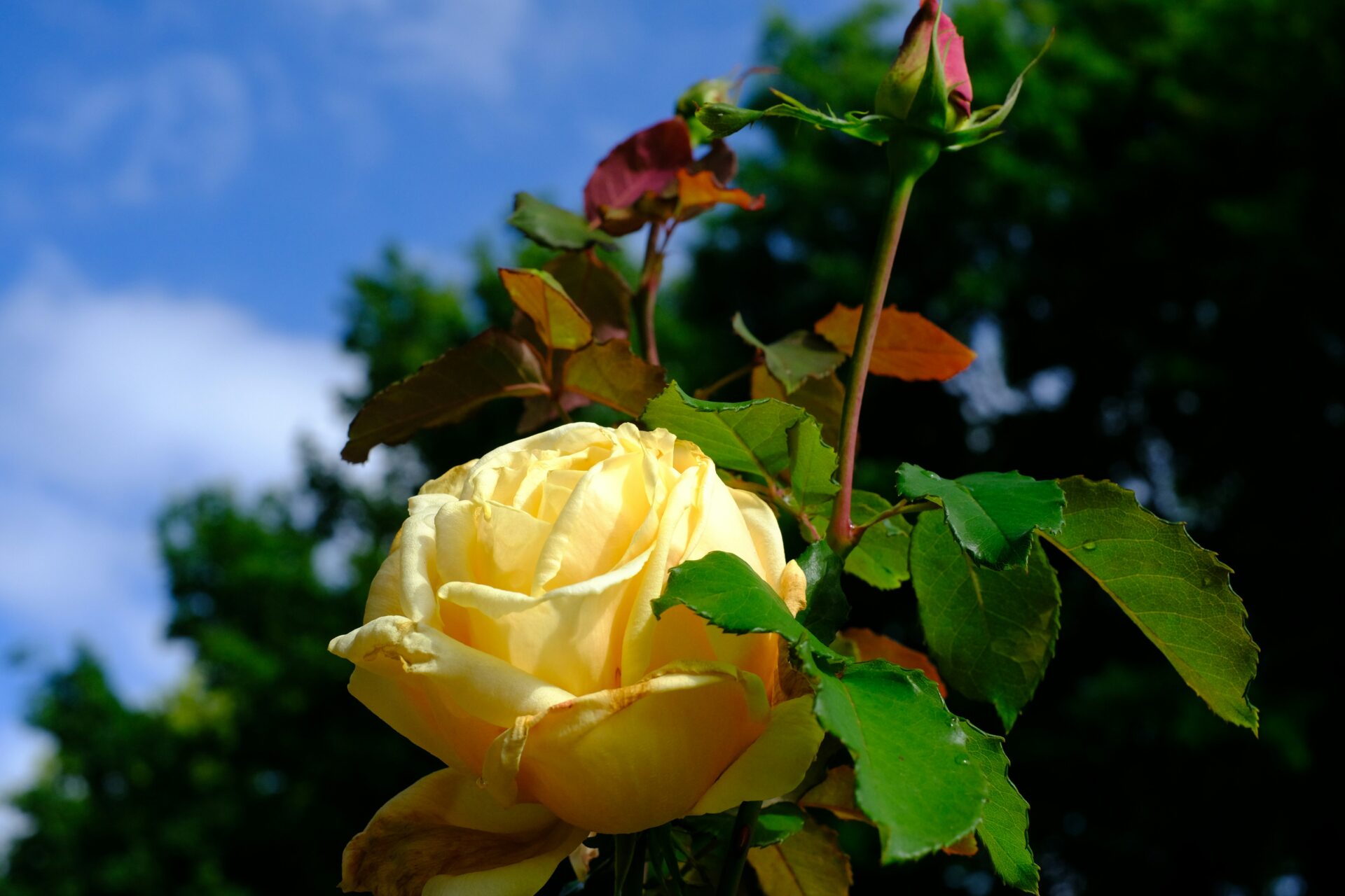 Close-up of a blooming rose at Queen Mary’s Rose Garden in Regent’s Park