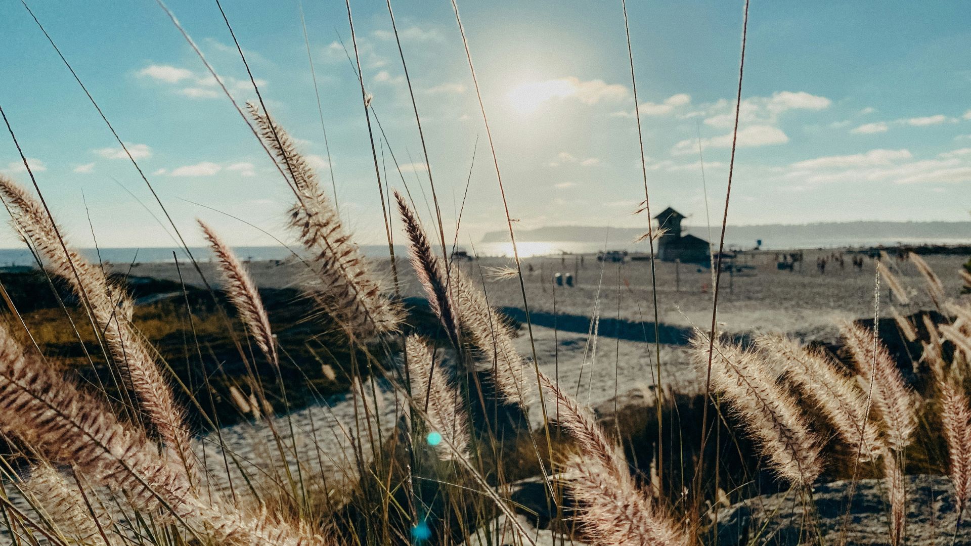  A bright, sunny beach scene with tall, feathery grasses in the foreground, a sandy beach leading to the ocean, and a small building or structure in the distance under a blue sky with scattered clouds. 