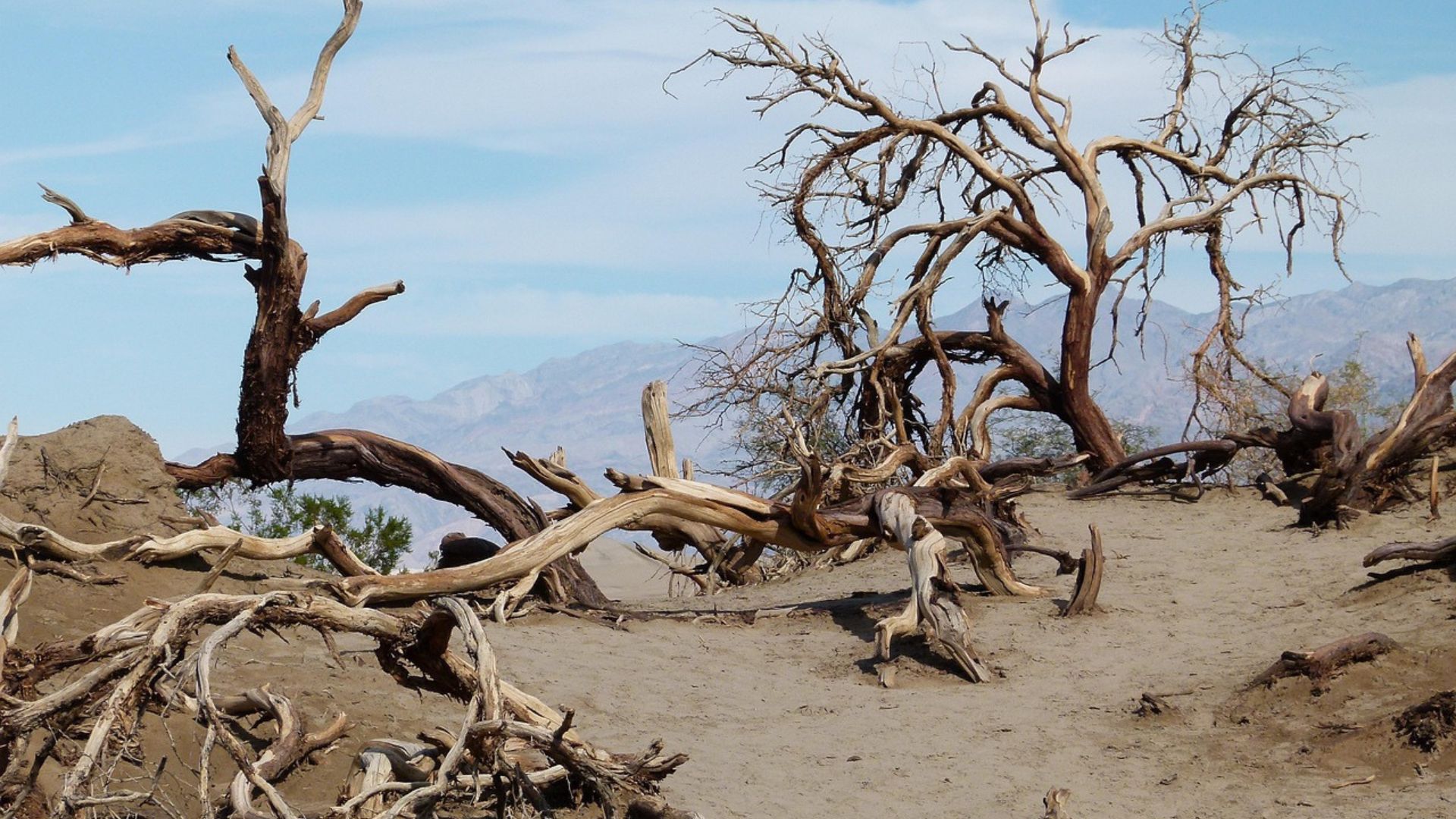 Dead and gnarled tree branches and trunks are scattered across a sandy, desert landscape with distant mountains under a clear sky.