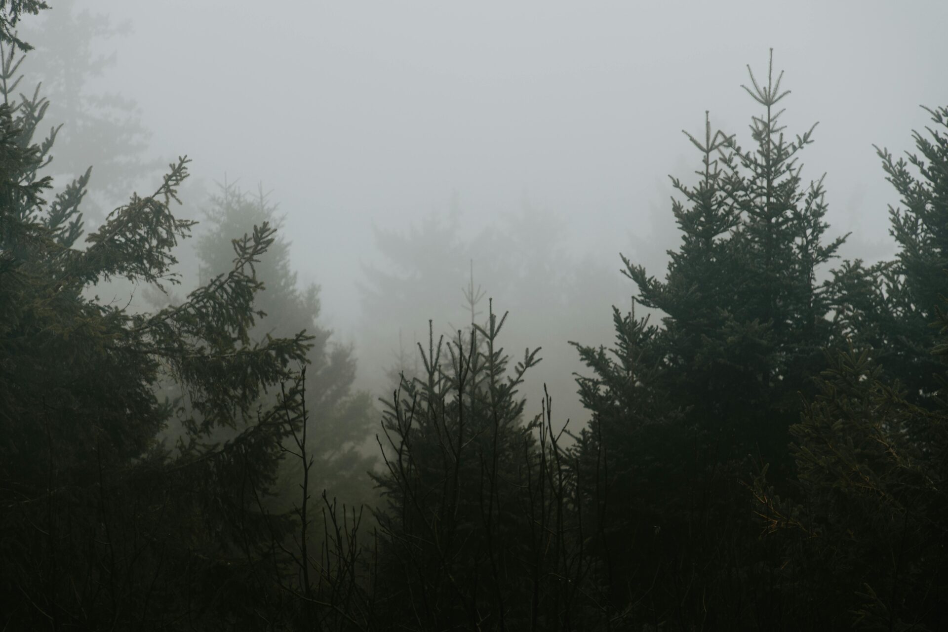 Dense pine forest in the Black Forest