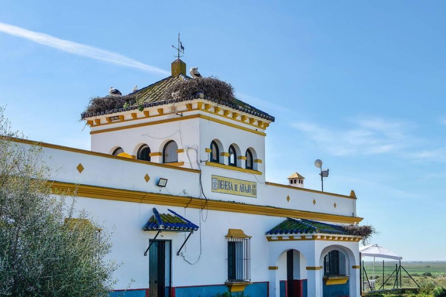 Visiting Doñana Responsibly: My Tips for Experiencing This Fragile Ecosystem Without Leaving a Trace