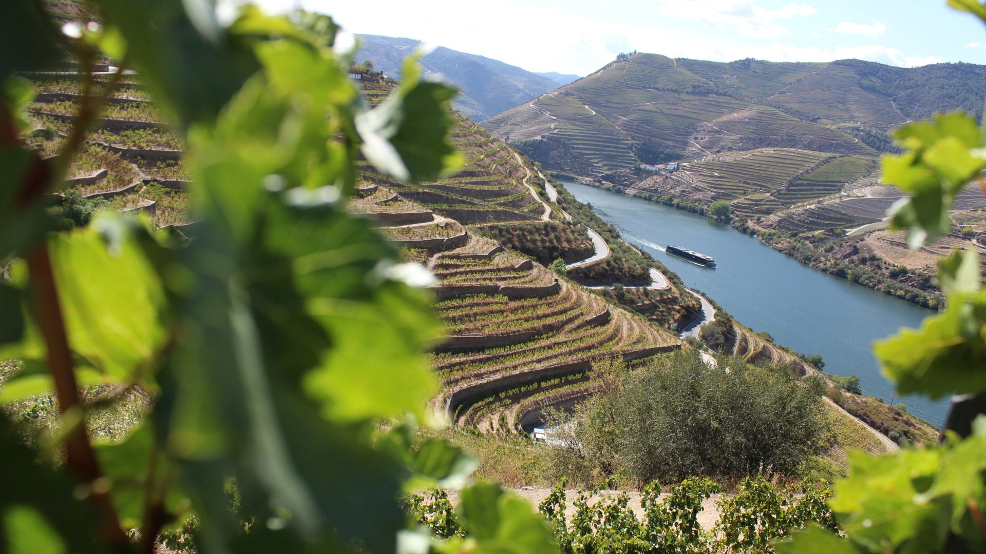 A scenic view of the Douro Valley in Portugal, featuring terraced vineyards on steep hillsides leading down to the winding Douro River under a clear sky.