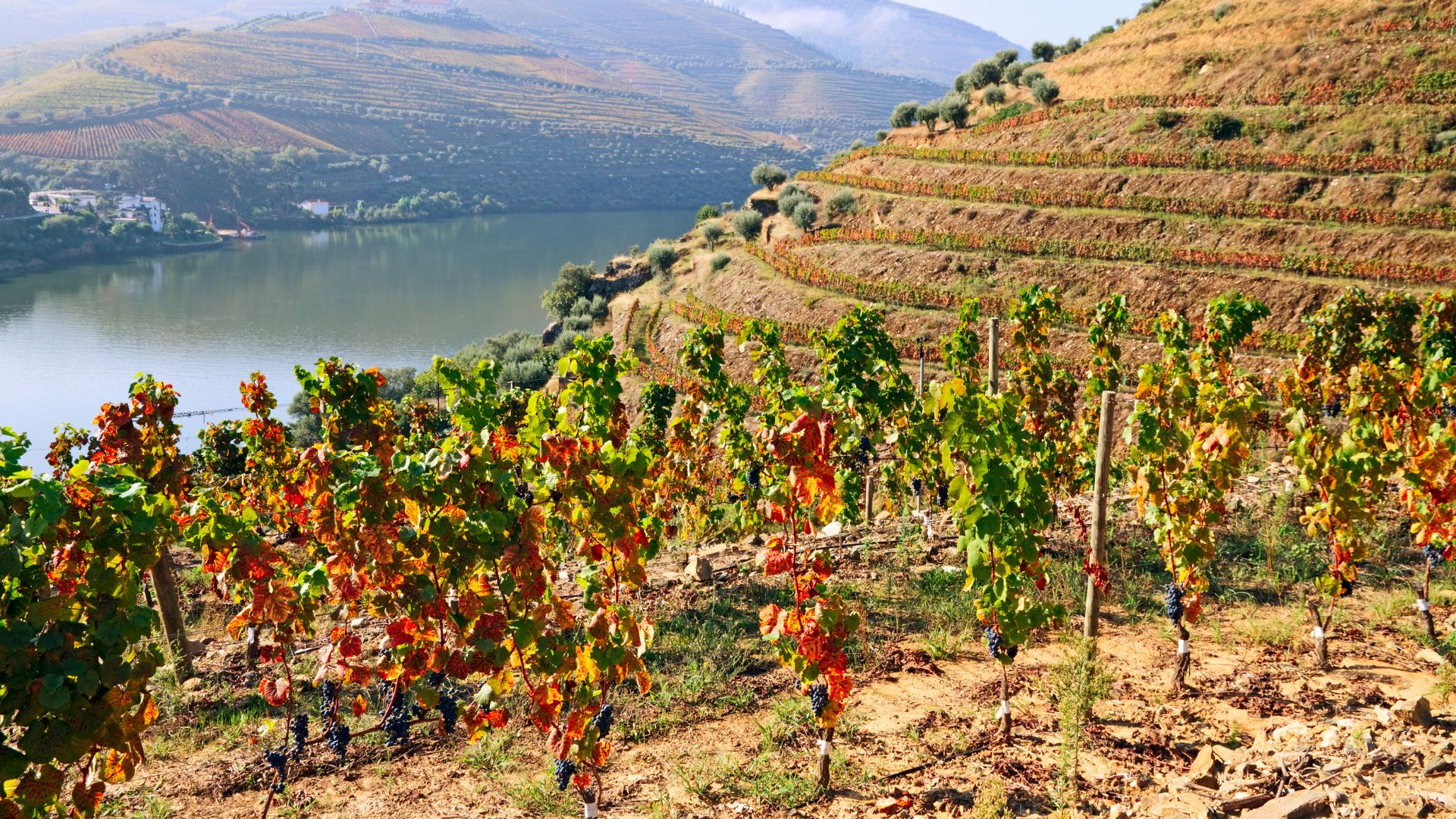 A scenic view of terraced vineyards in the Douro Valley, Portugal, with rolling hills and a mix of green and reddish-brown foliage.