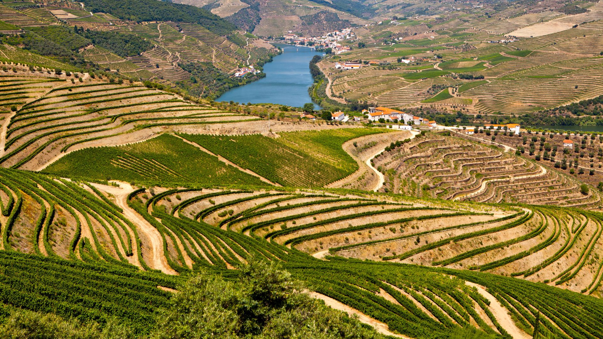 A scenic view of the terraced vineyards in the Douro Valley, Portugal, with rolling hills and a river in the background.