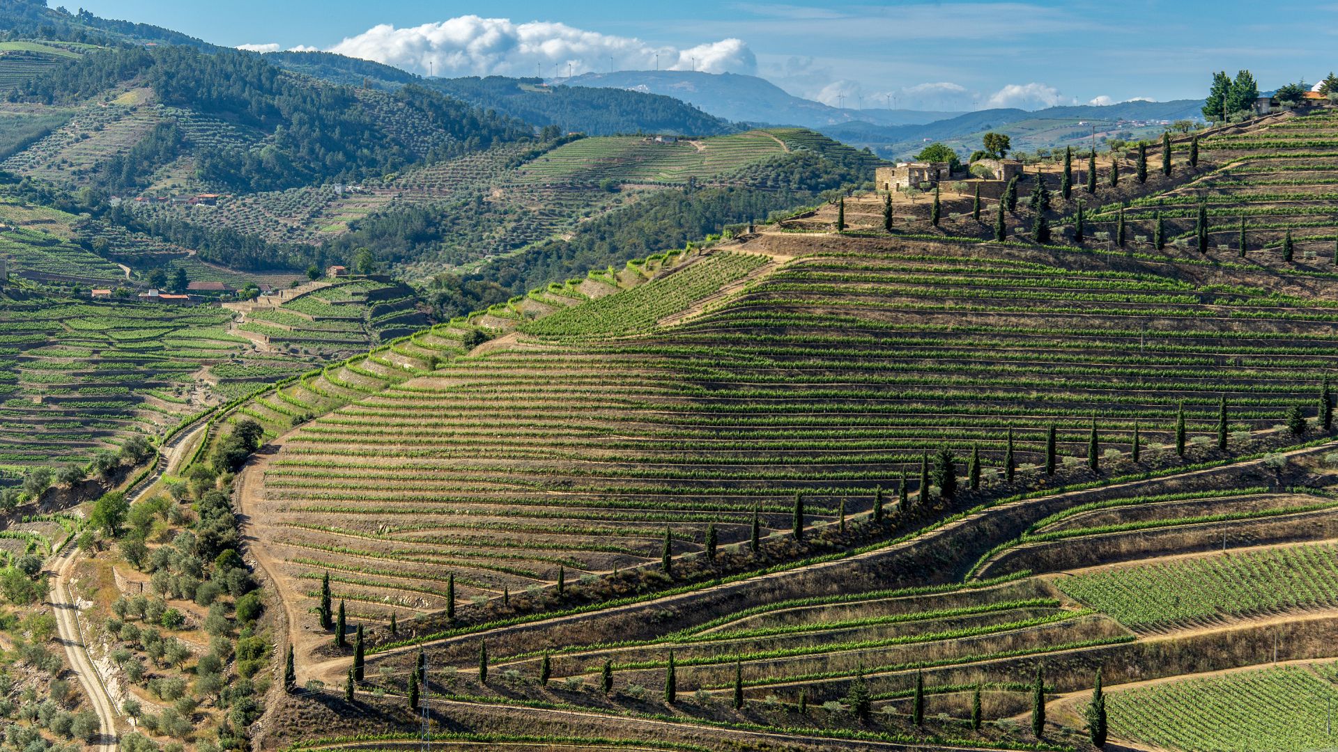 A scenic view of the Douro Valley in Portugal, showcasing terraced vineyards..