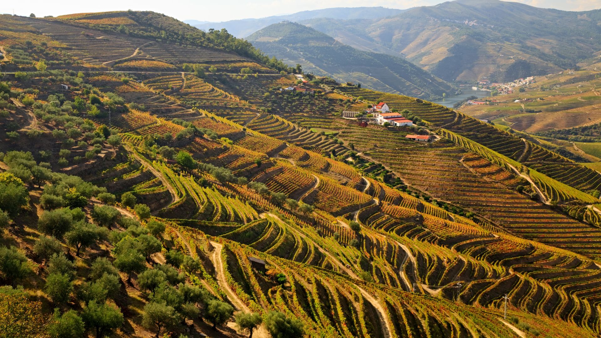 A scenic view of the terraced vineyards in the Douro Valley, Portugal, with rolling hills and a river in the background.
