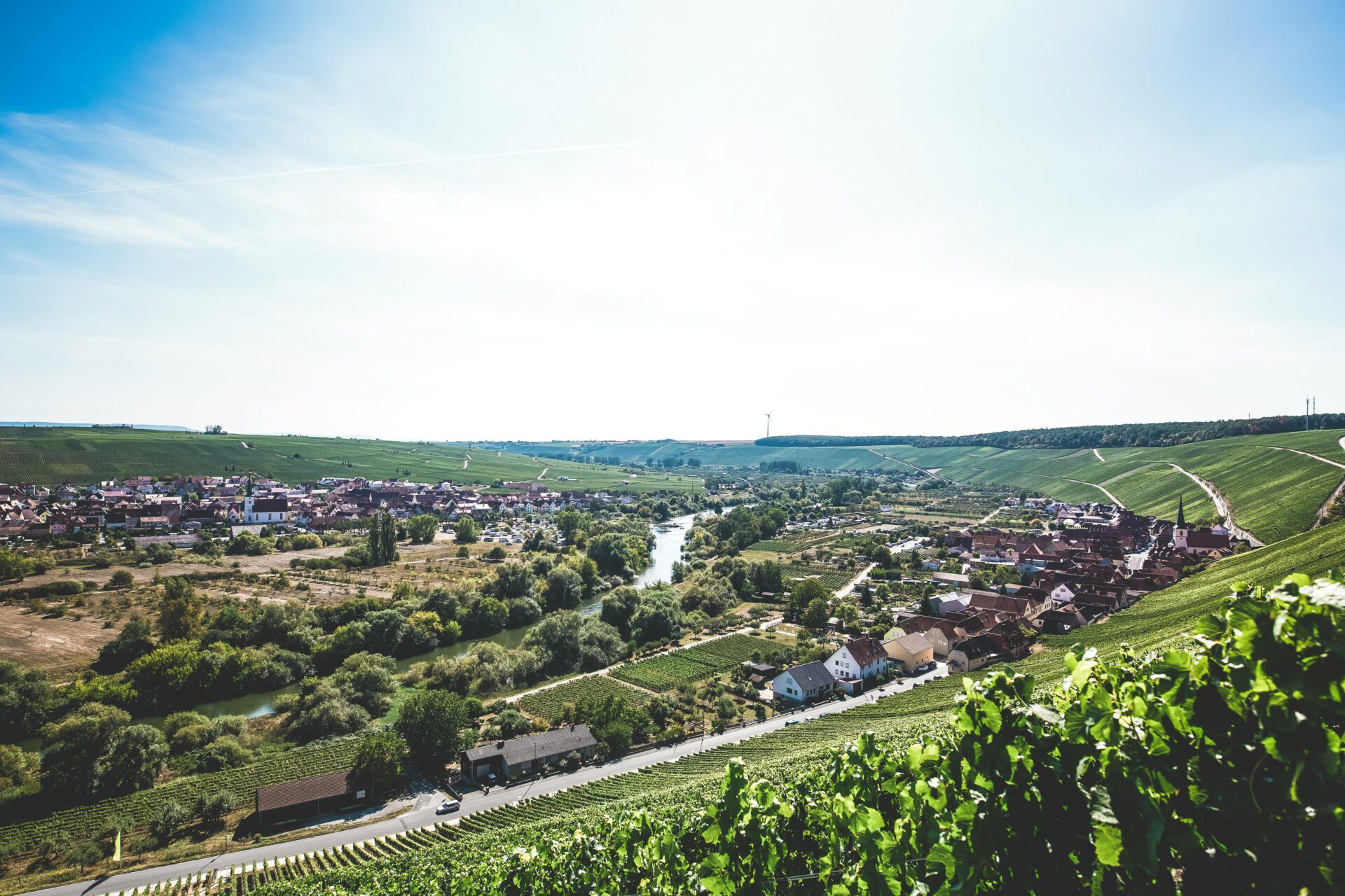 Lush green vines beginning to sprout in neatly arranged rows across Franconian hills 
