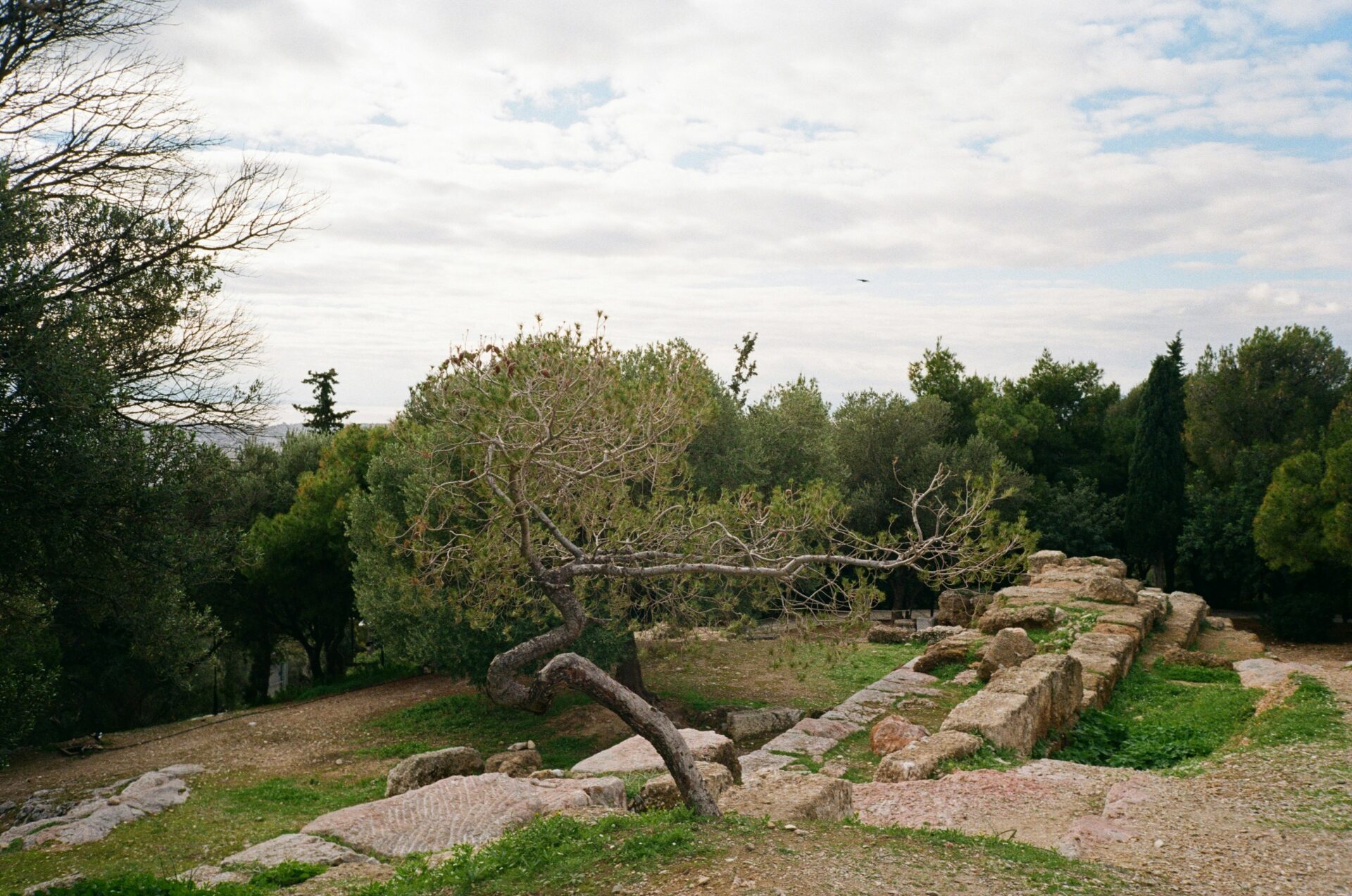 Garden area in Athens with bushes and trees
