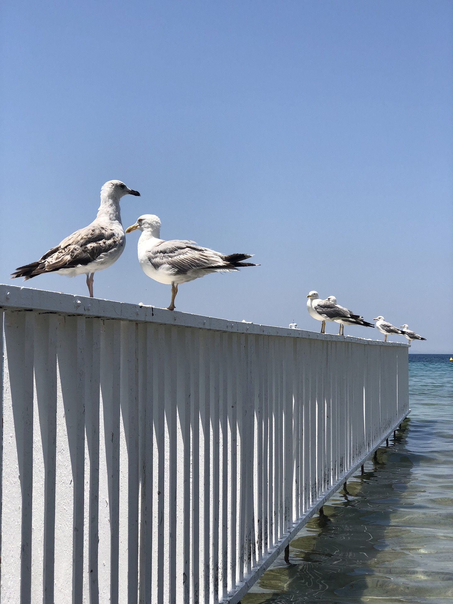 Greece, Attica, Beach - birds on rails