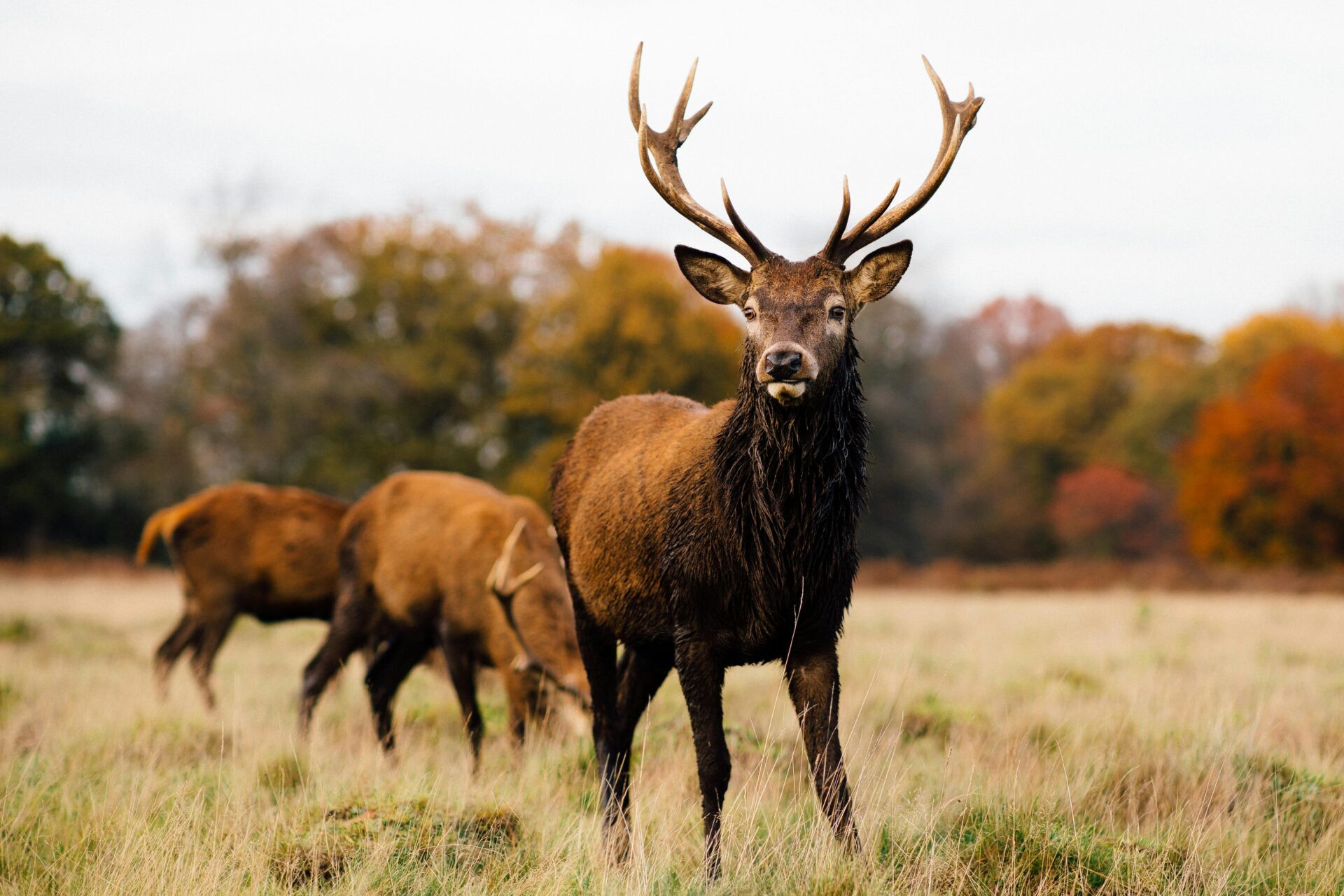 Group of deer grazing in an open meadow at Richmond Park on a sunny afternoon