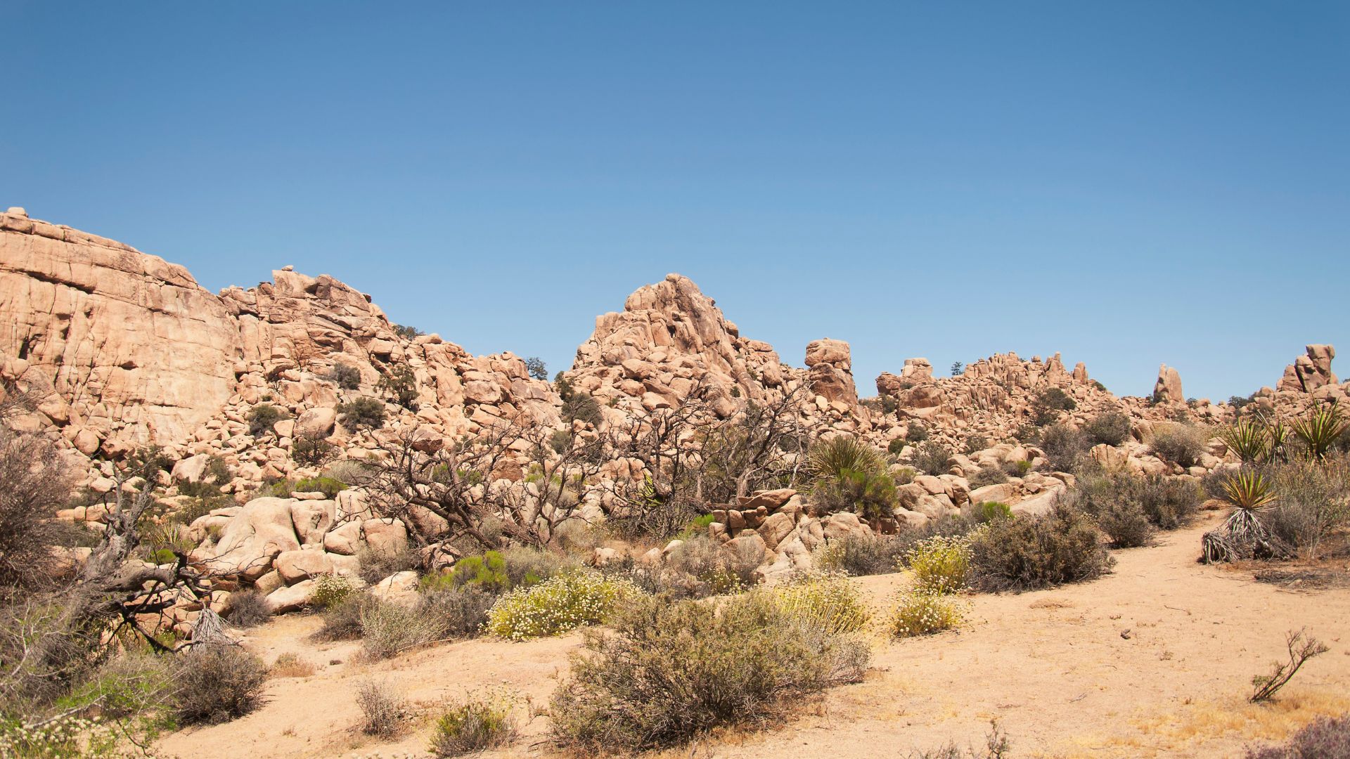 A wide shot of Hidden Valley Trail in Joshua Tree National Park, California, showing large rock formations, sparse desert vegetation including Joshua Trees and bushes, and sandy ground under a clear blue sky.