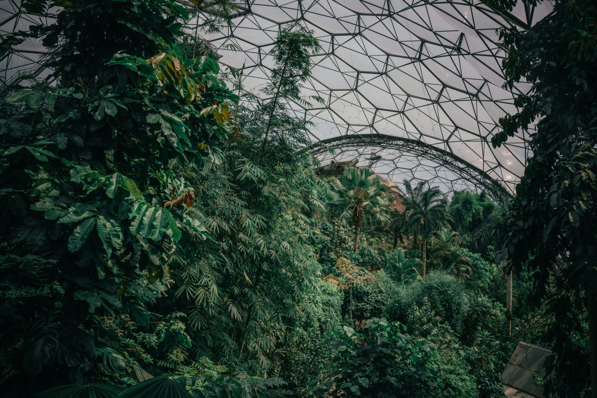 Interior of the Eden Project’s Rainforest Biome