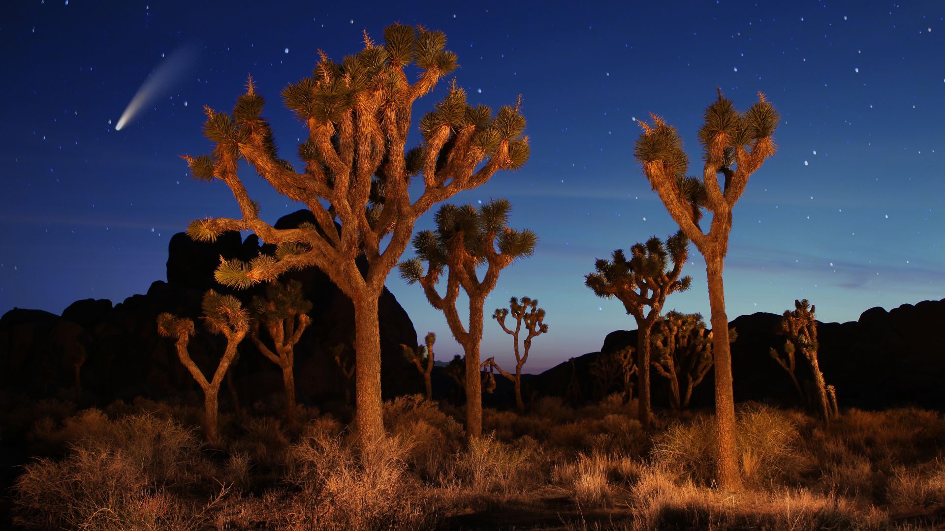 Stones and Joshua trees standing against a starry skies visible above, in Joshua Tree National Park, California.