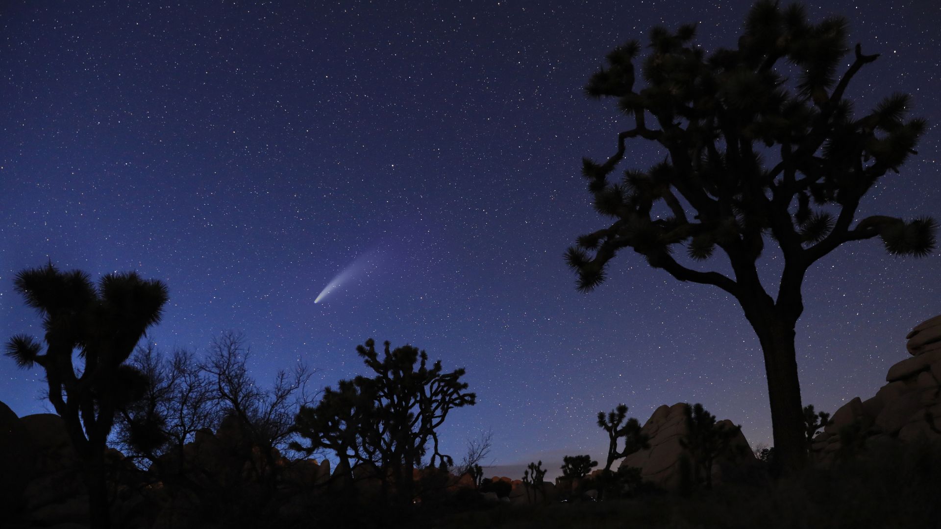 Stones and Joshua trees standing against a starry skies visible above, in Joshua Tree National Park, California.
