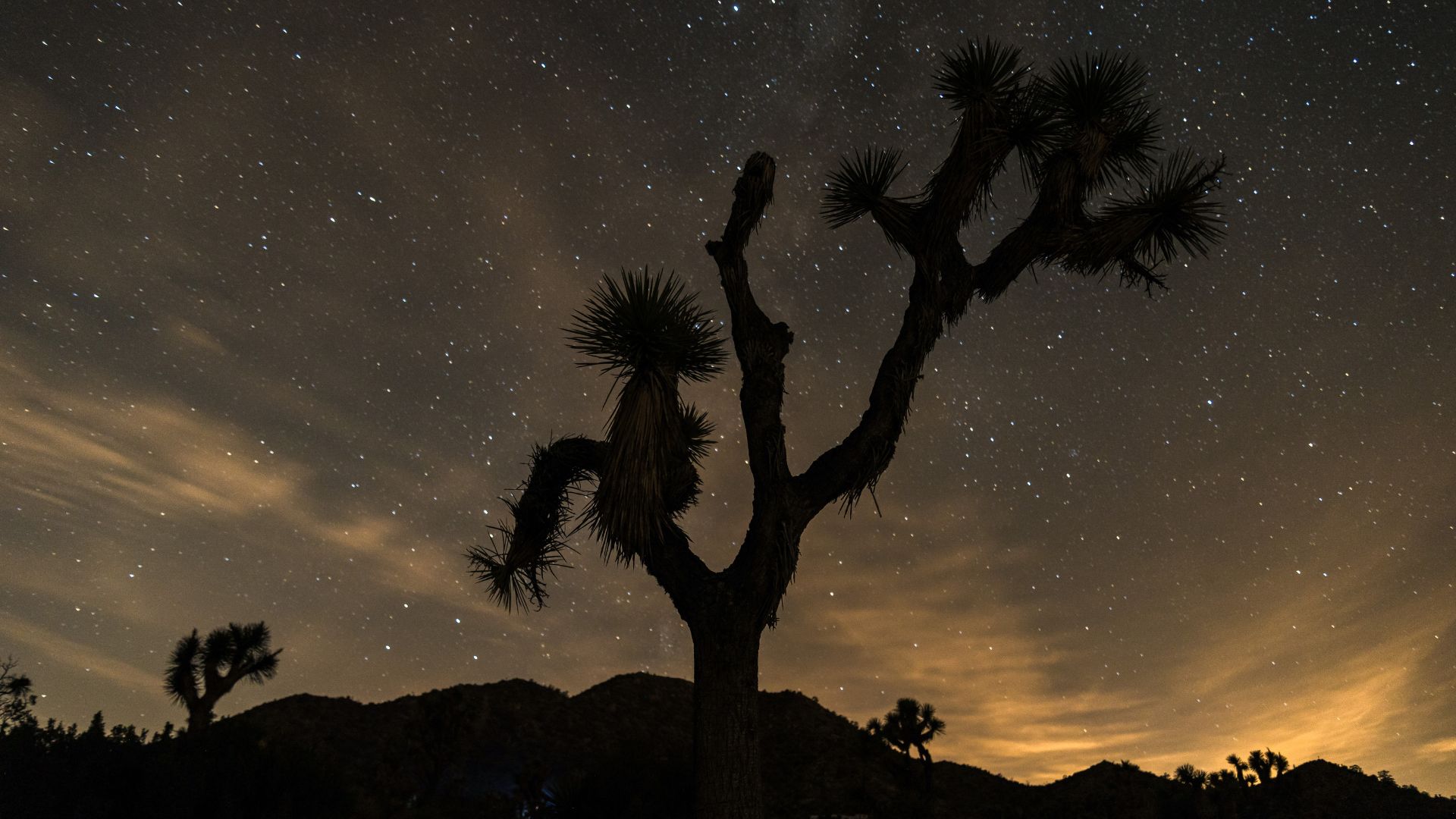 Silhouetted Joshua trees standing against a starry skies visible above, in Joshua Tree National Park, California.