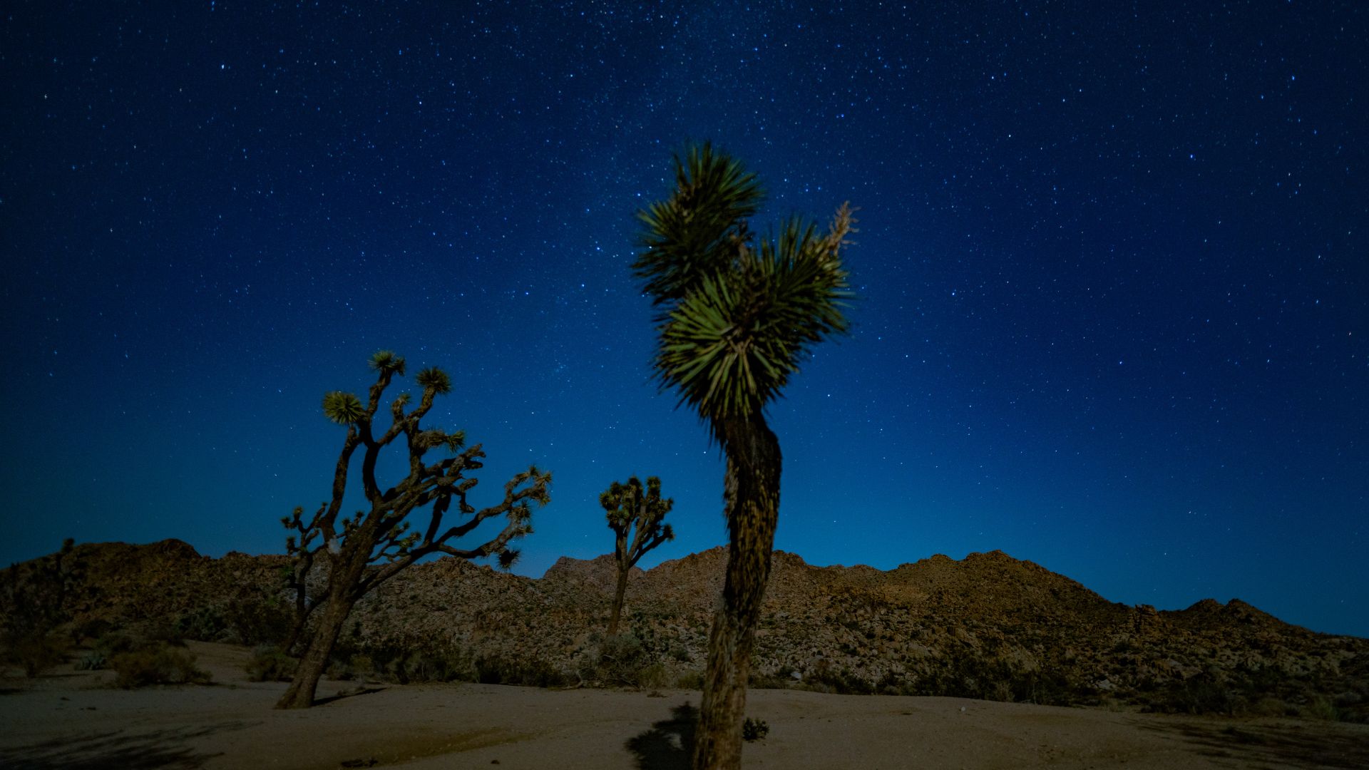 Mountain and Joshua trees standing against a starry skies visible above, in Joshua Tree National Park, California.