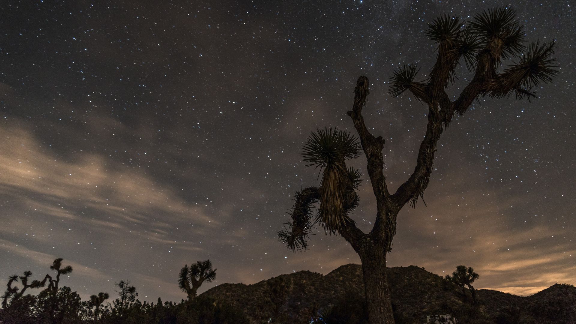 Stones and Joshua trees standing against a starry skies visible above, in Joshua Tree National Park, California.