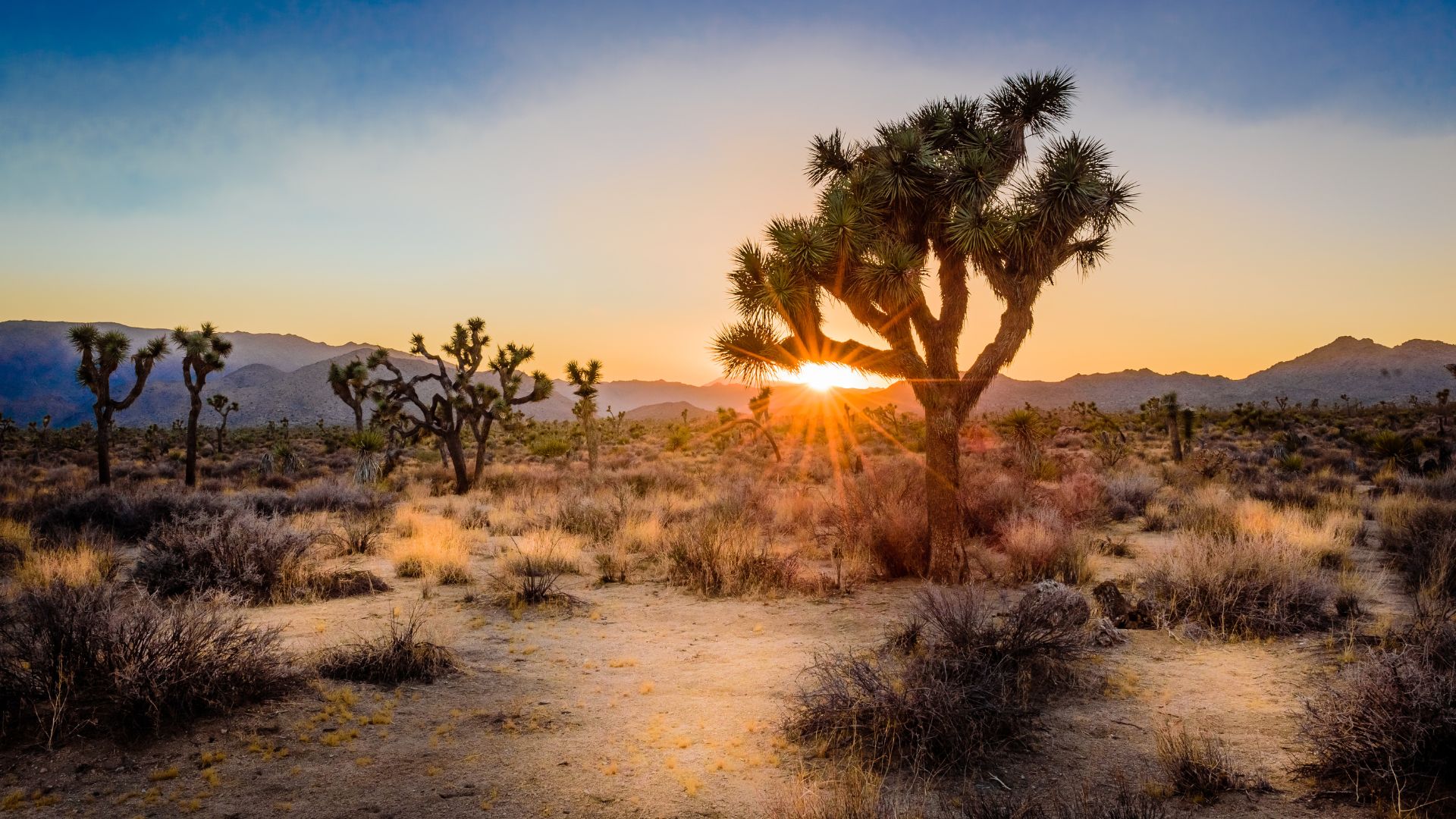 A wide shot of a desert landscape at sunset, featuring several iconic Joshua Trees with their distinctive, gnarled branches silhouetted against a vibrant sky of orange, yellow, and blue.