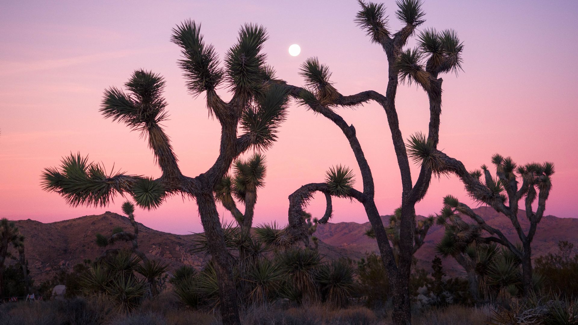 A silhouetted Joshua tree stands against a vibrant pink and purple sunset sky with a bright full moon visible above, in Joshua Tree National Park, California.