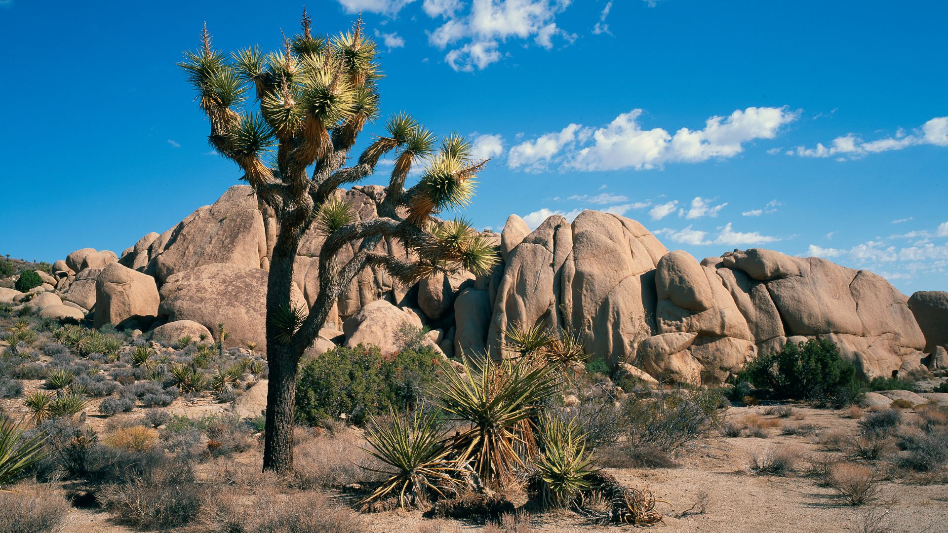 A Joshua tree stands in the foreground of a desert landscape with large, weathered rock formations under a blue sky with scattered clouds in Joshua Tree National Park, California.