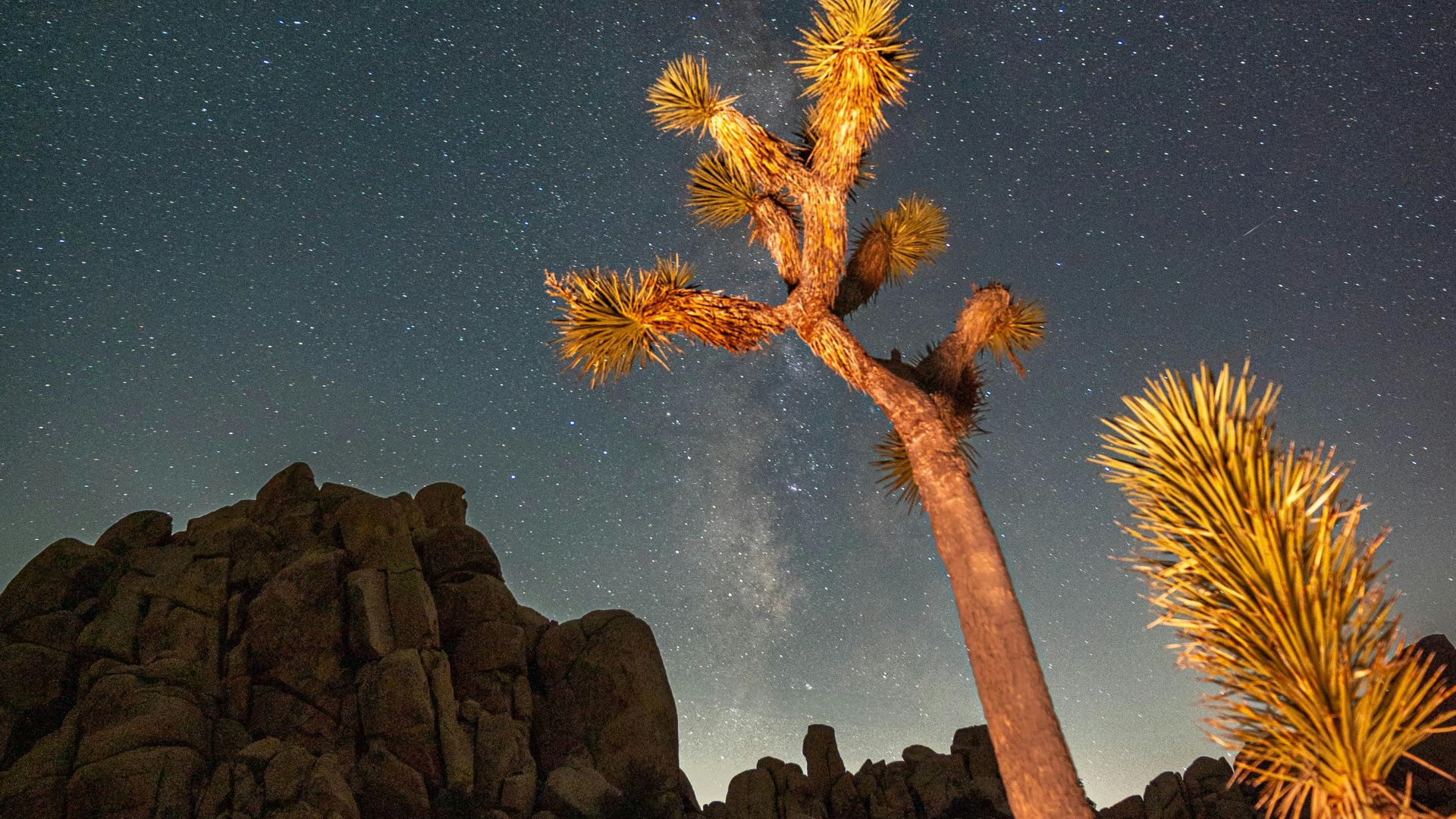 A Joshua tree stands against a starry skies visible above, in Joshua Tree National Park, California.
