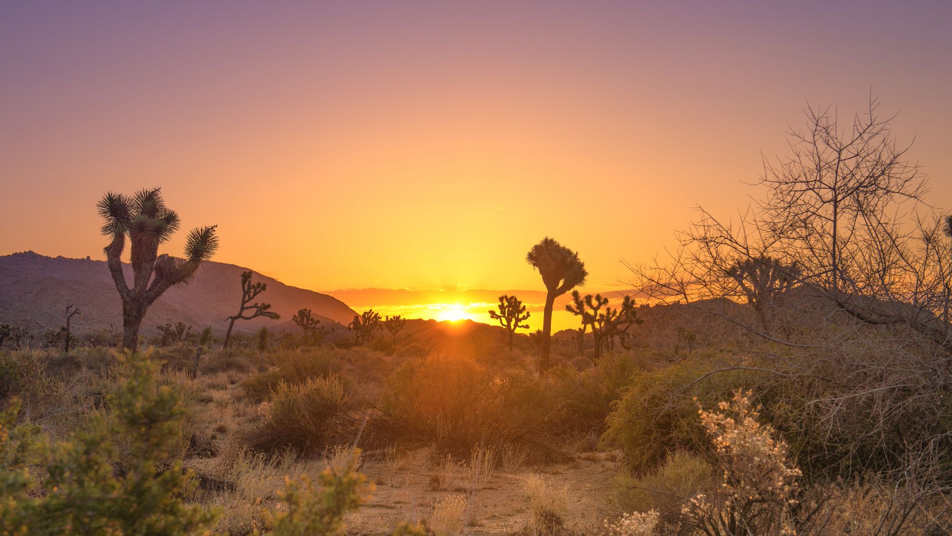 A silhouetted Joshua tree stands against a vibrant pink and purple sunset sky, in Joshua Tree National Park, California.