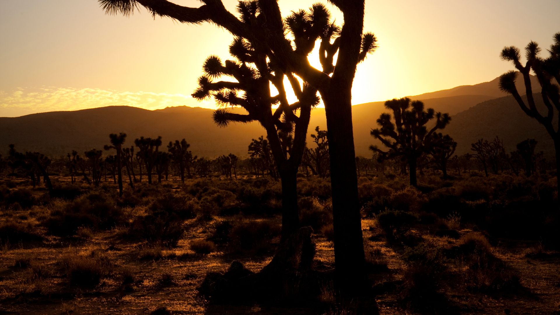A silhouetted Joshua tree stands against a vibrant sunset sky, in Joshua Tree National Park, California..