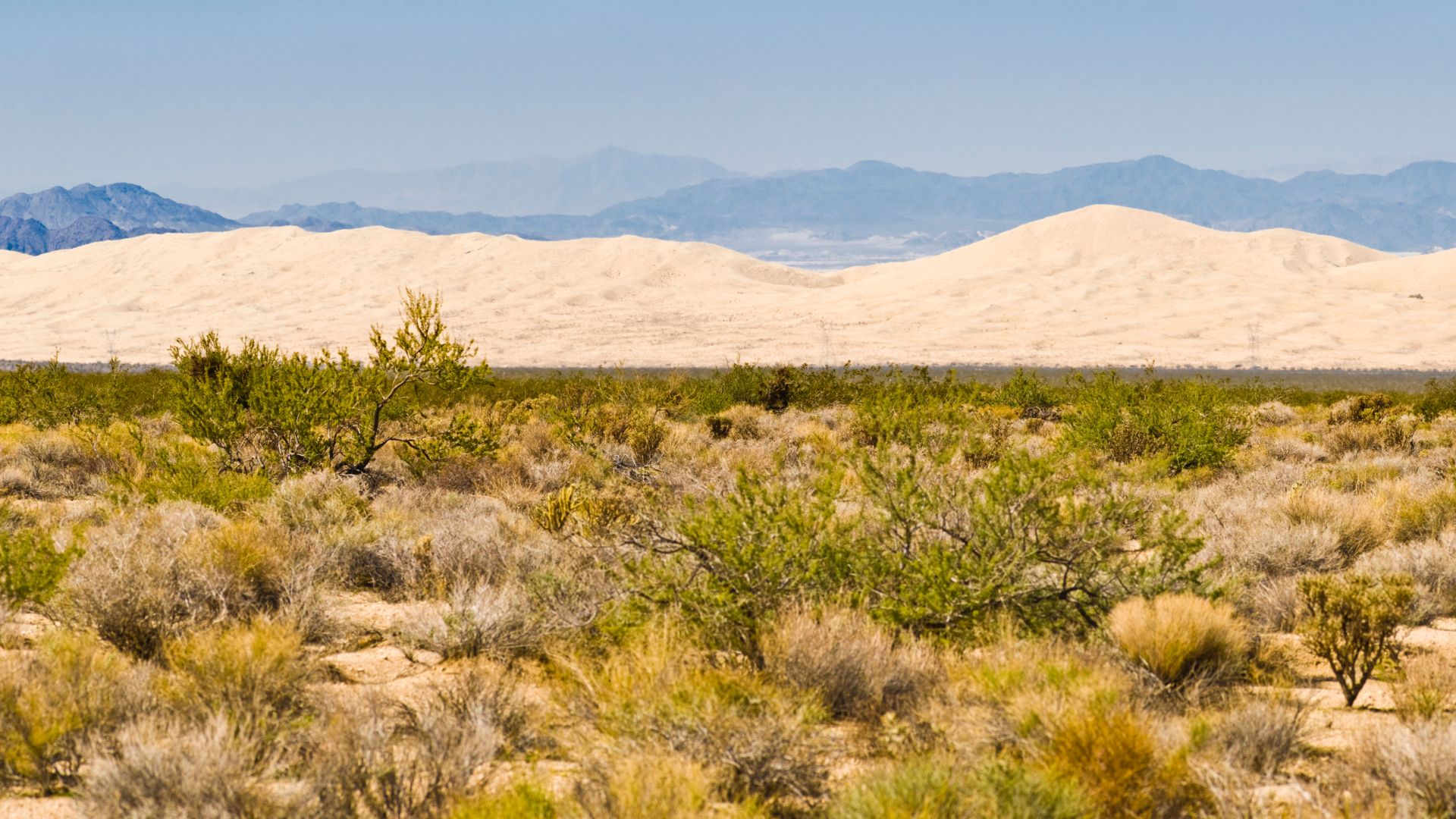 A wide shot of the Kelso Dunes in California, featuring a foreground of desert scrub and vegetation with large, light-colored sand dunes rising in the background against a clear blue sky and distant mountains.