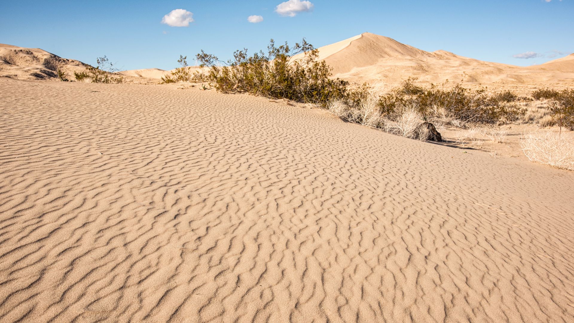 A sweeping view of the Kelso Dunes in California, featuring rippled sand in the foreground leading to larger dunes and sparse desert vegetation under a clear blue sky with a few clouds.