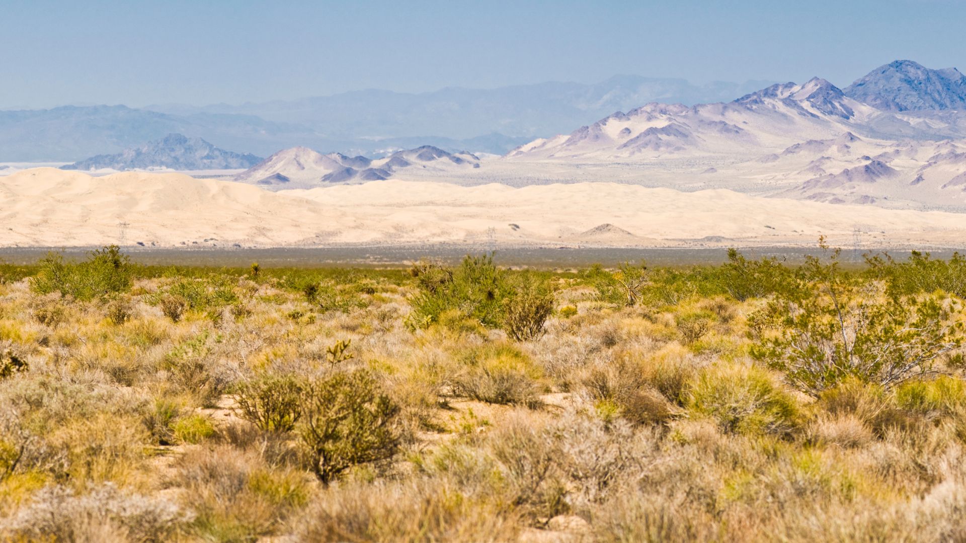A wide shot of a desert landscape featuring sparse, dry brush and shrubs in the foreground, leading to expansive, light-colored sand dunes in the midground, with a range of mountains visible in the hazy distance under a clear blue sky.