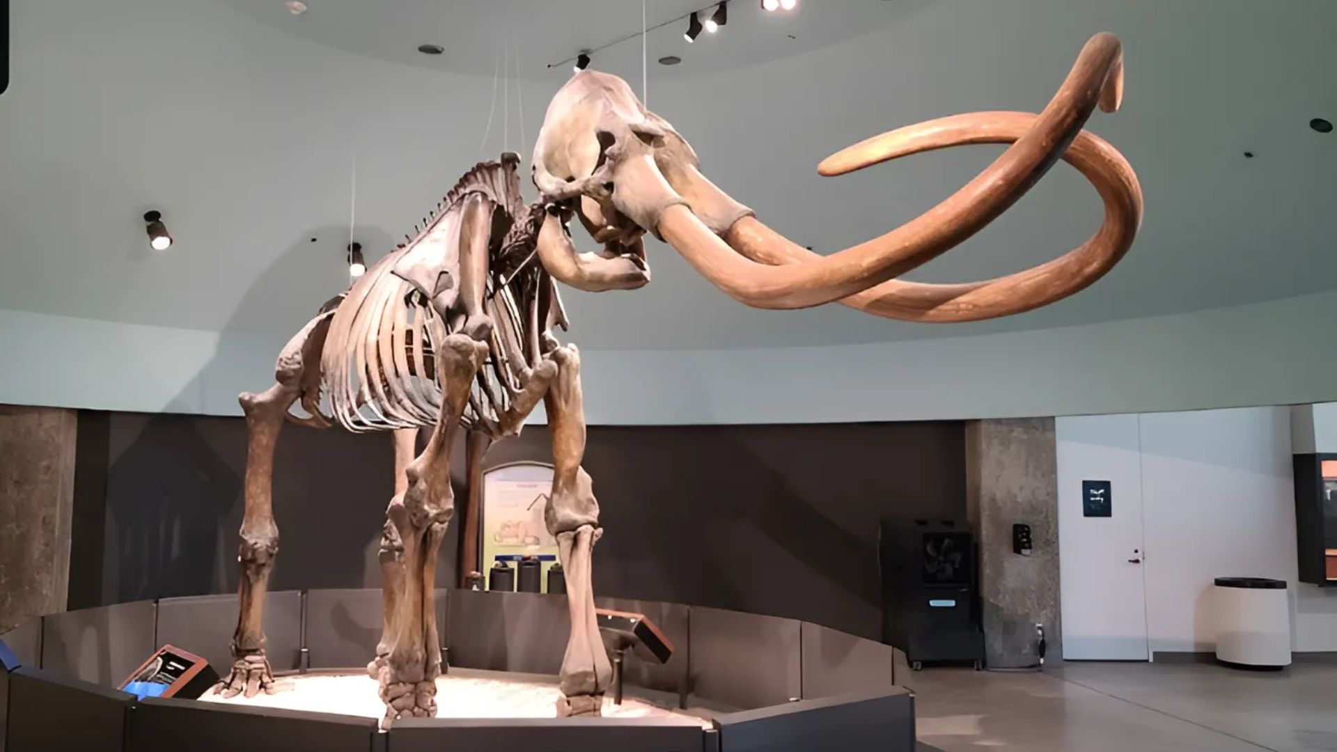 Real life size animals at the La Brea Tar Pits in Los Angeles, California